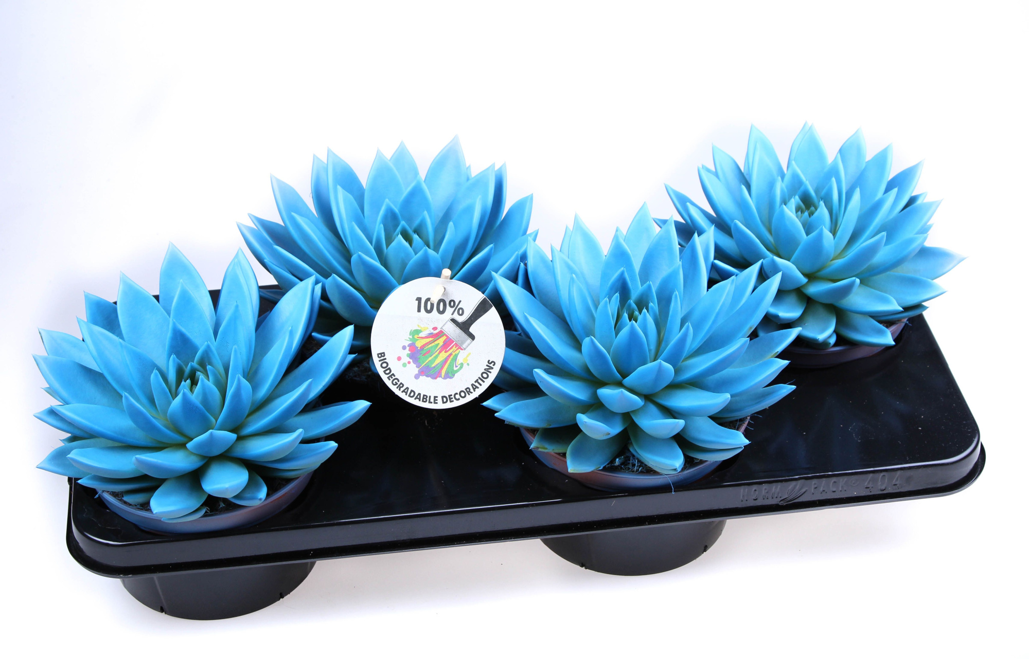 Rainbow sky blue, D 15 cm