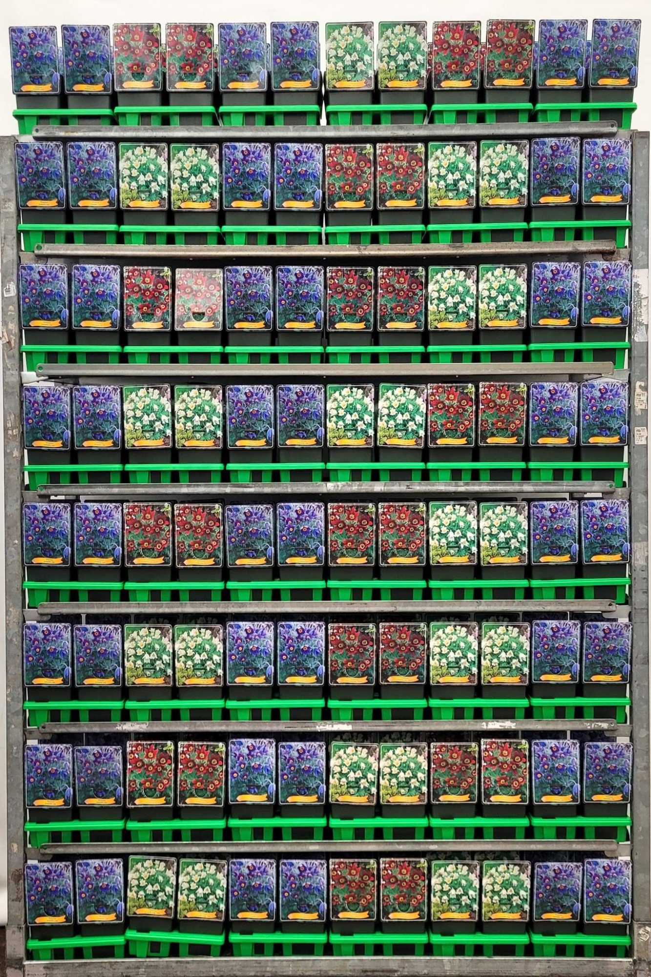 Pulsatilla mix CC P11, D 11 cm