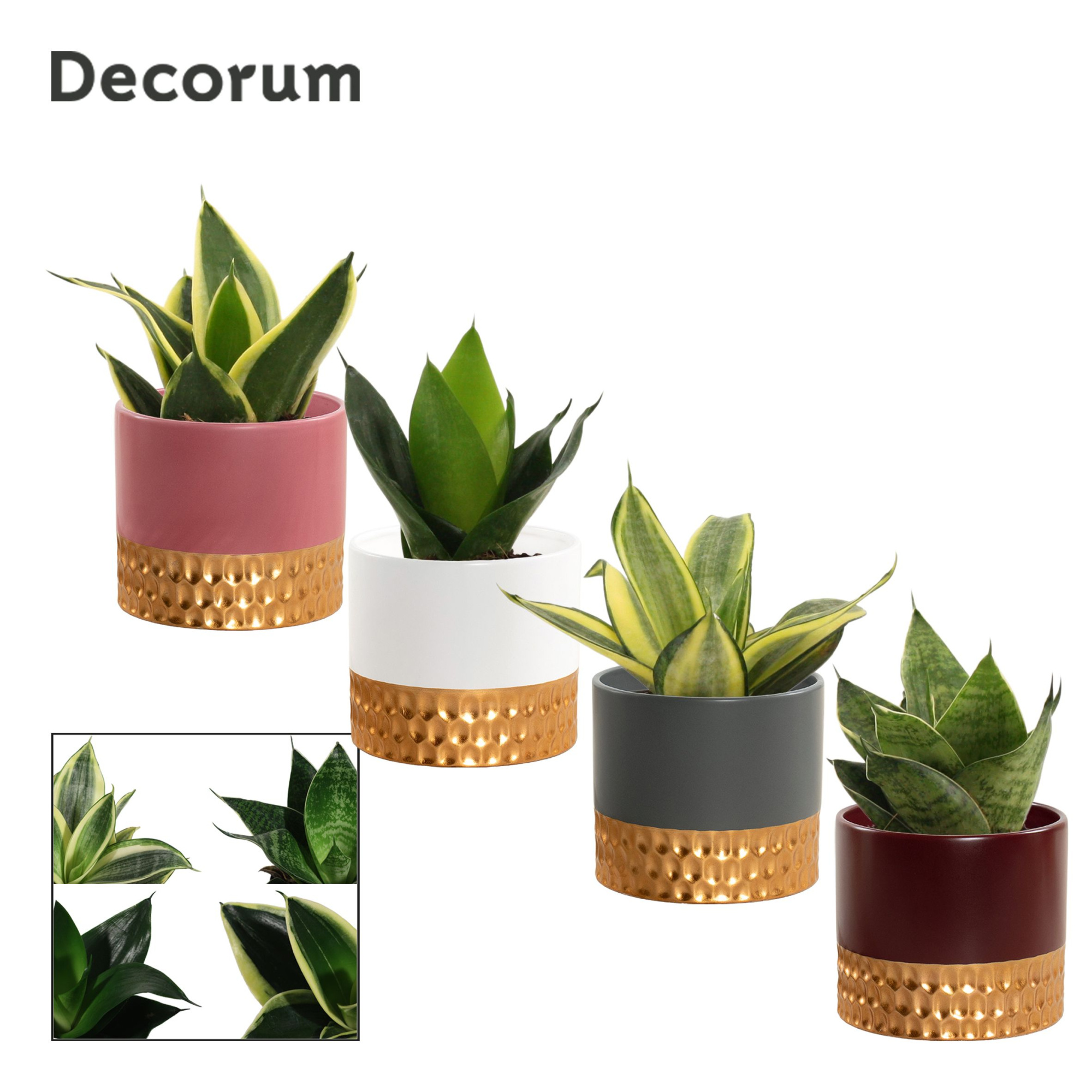 Sansevieria Hahnii 9 cm mix in Frederique (Rich love-collection), D 9 cm