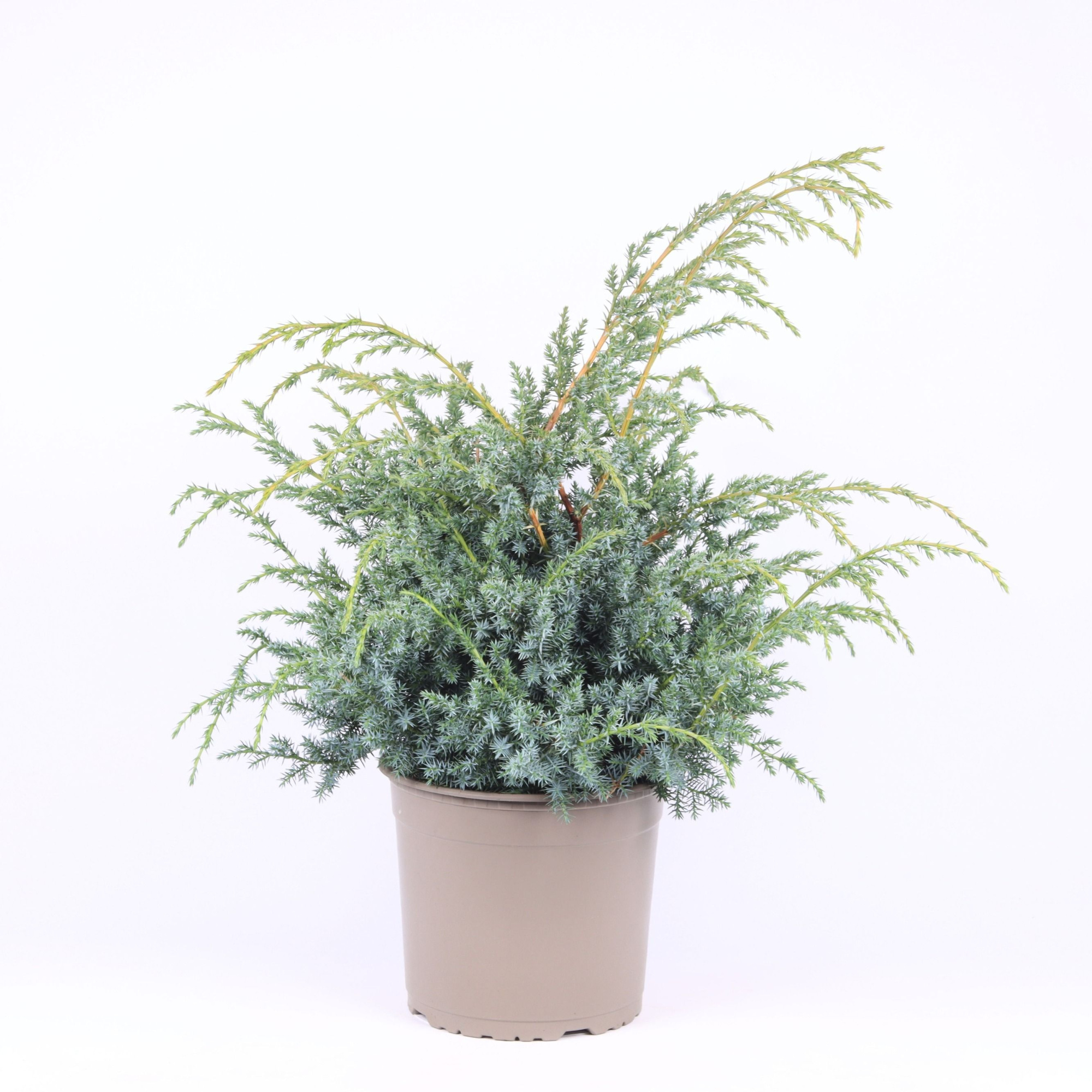 Juniperus chinensis 'Blue Alps', D 23 cm