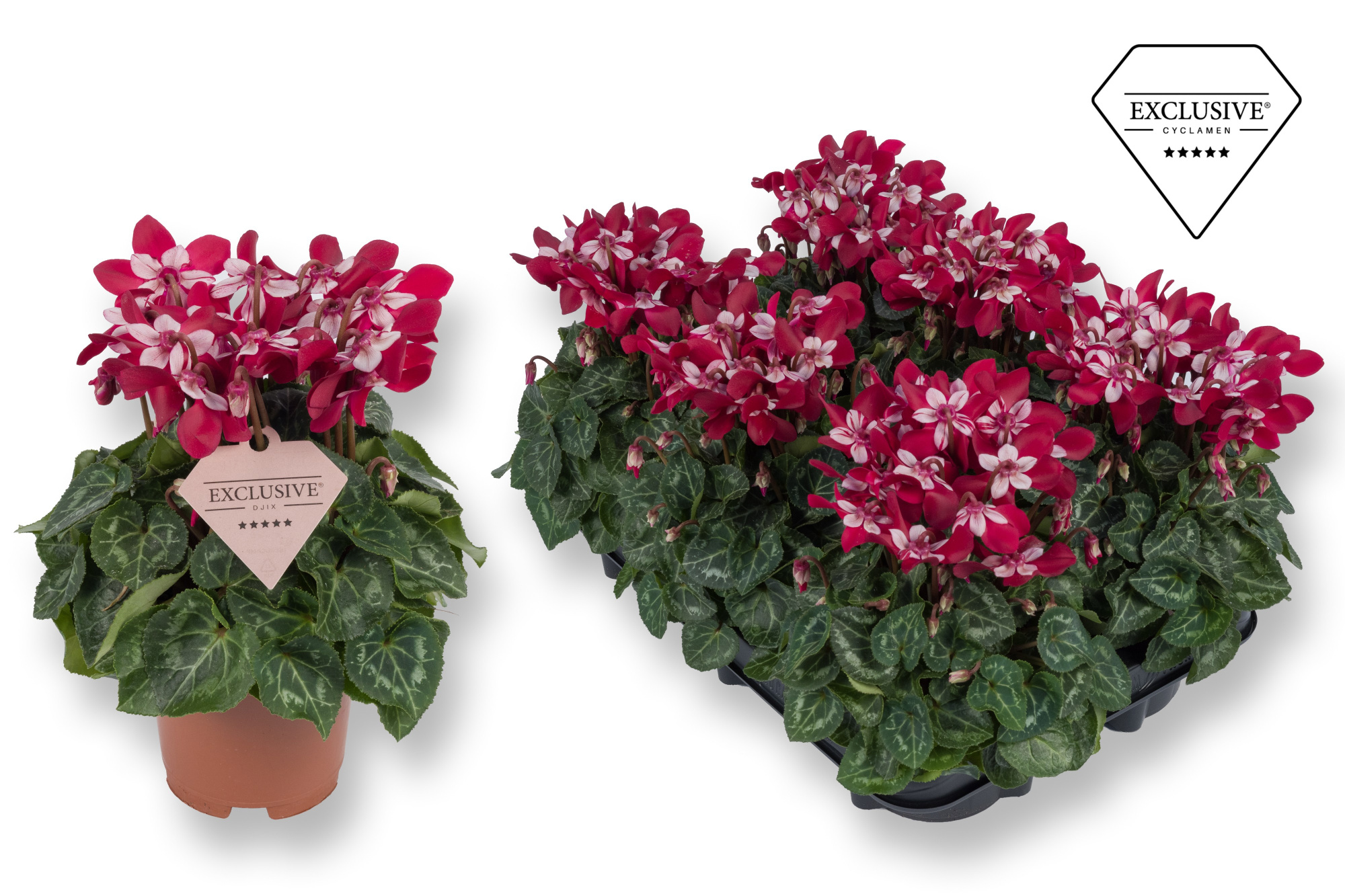 Cyclamen Exclusive® Djix Wijnrood, D 10,5