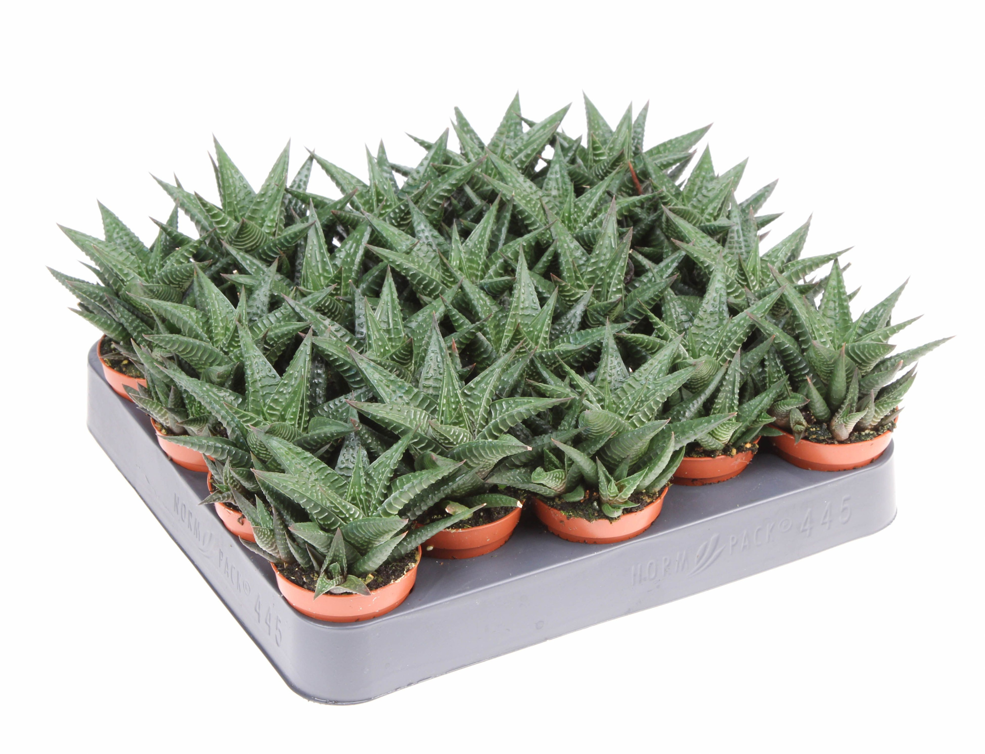 Haworthia limifolia, D 5,5 cm