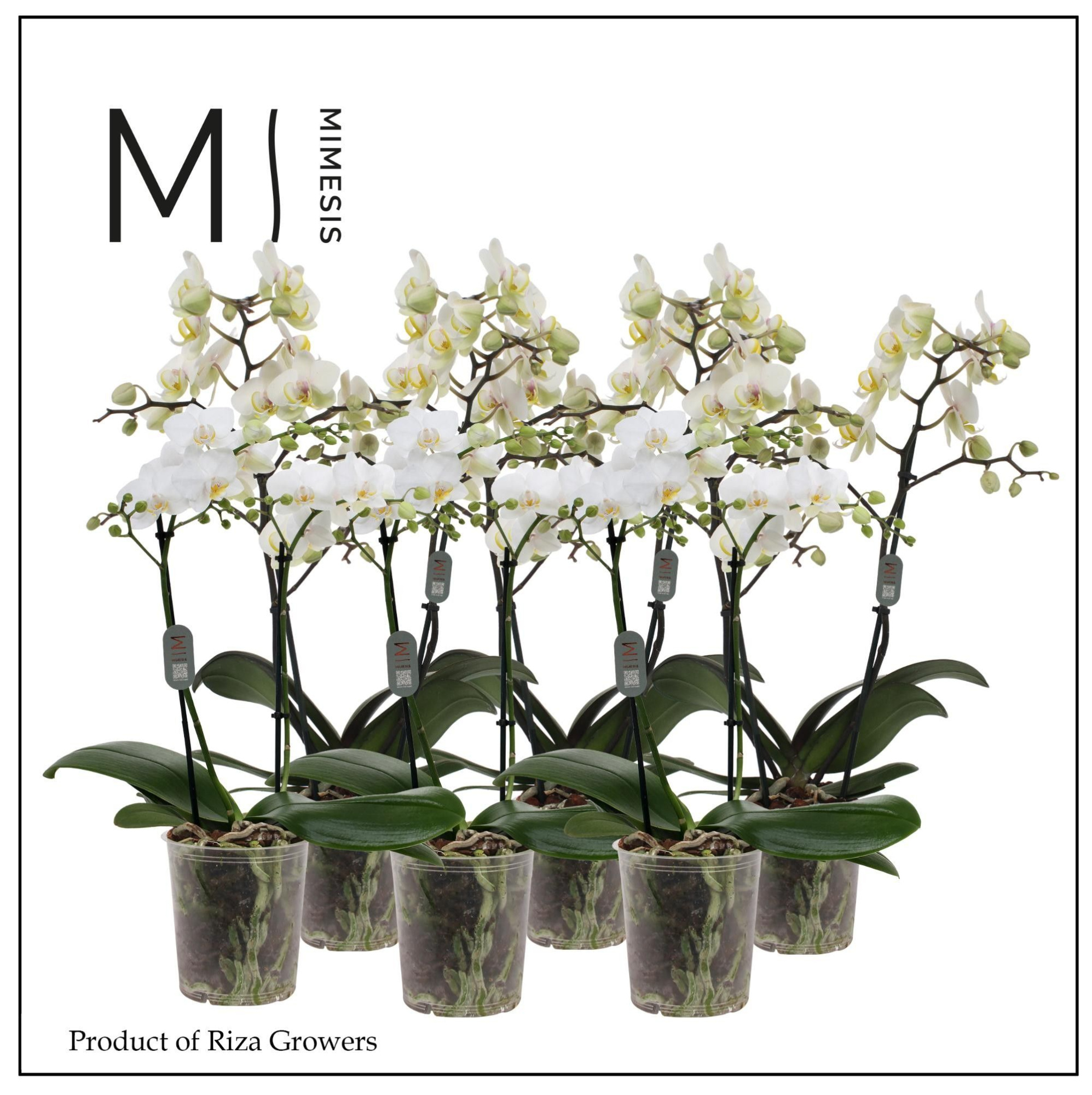 Phalaenopsis Multi White 2 spike - 12cm | Mimesis, D 12 cm