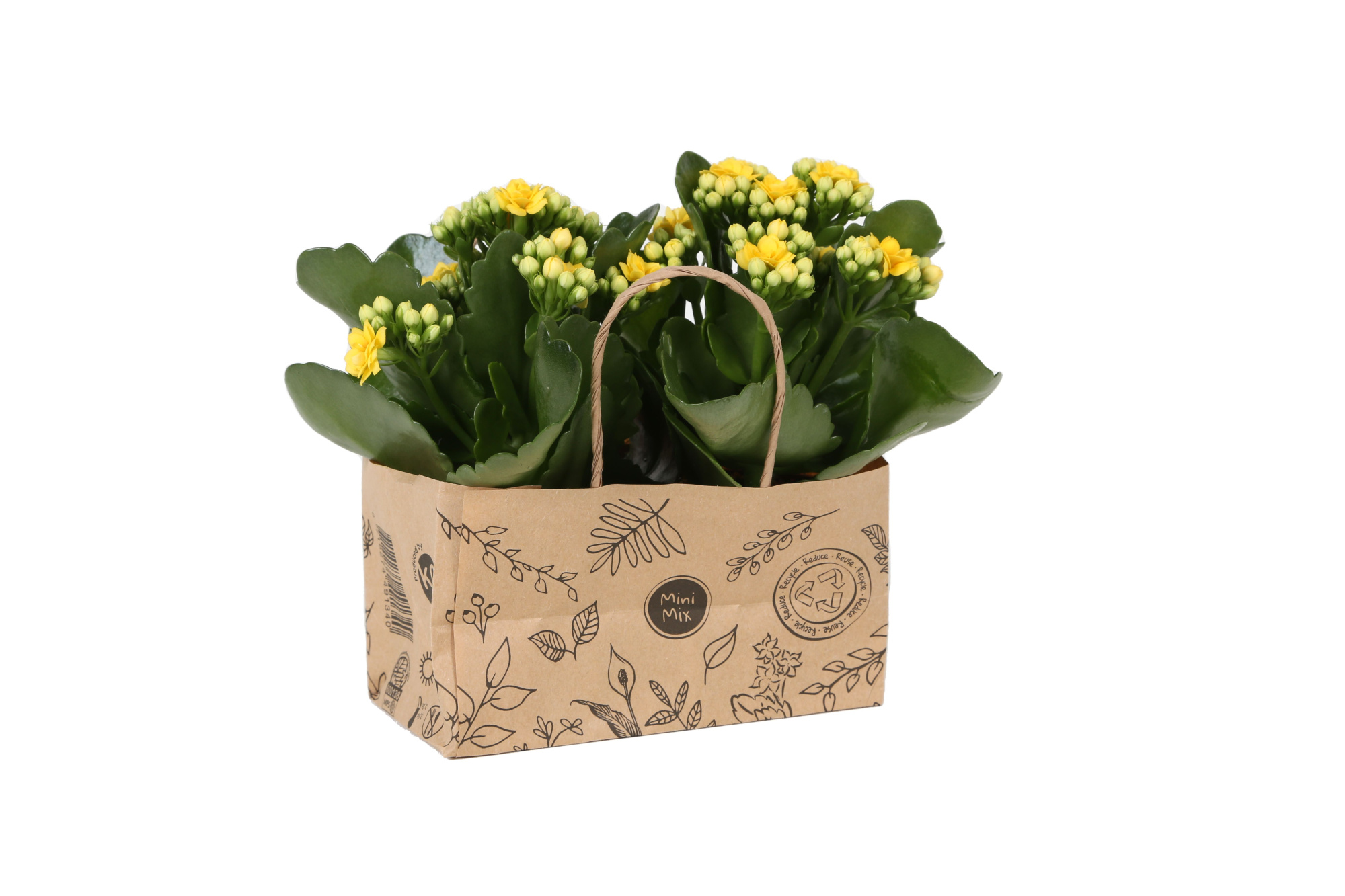 KP-825.3 - Kalanchoe Rosalina 7cm in duo kraft tas, D 7 cm