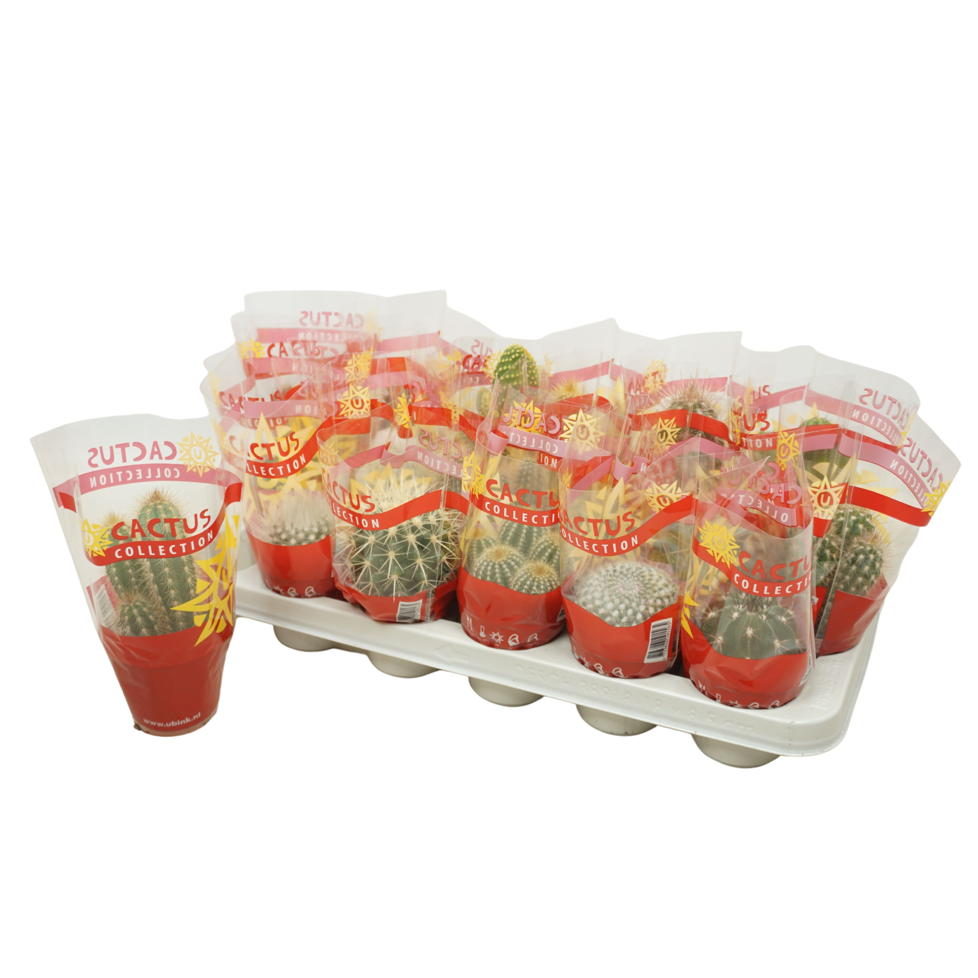 Cactus mix 8,5 cm in cactus hoes, D 8,5 cm