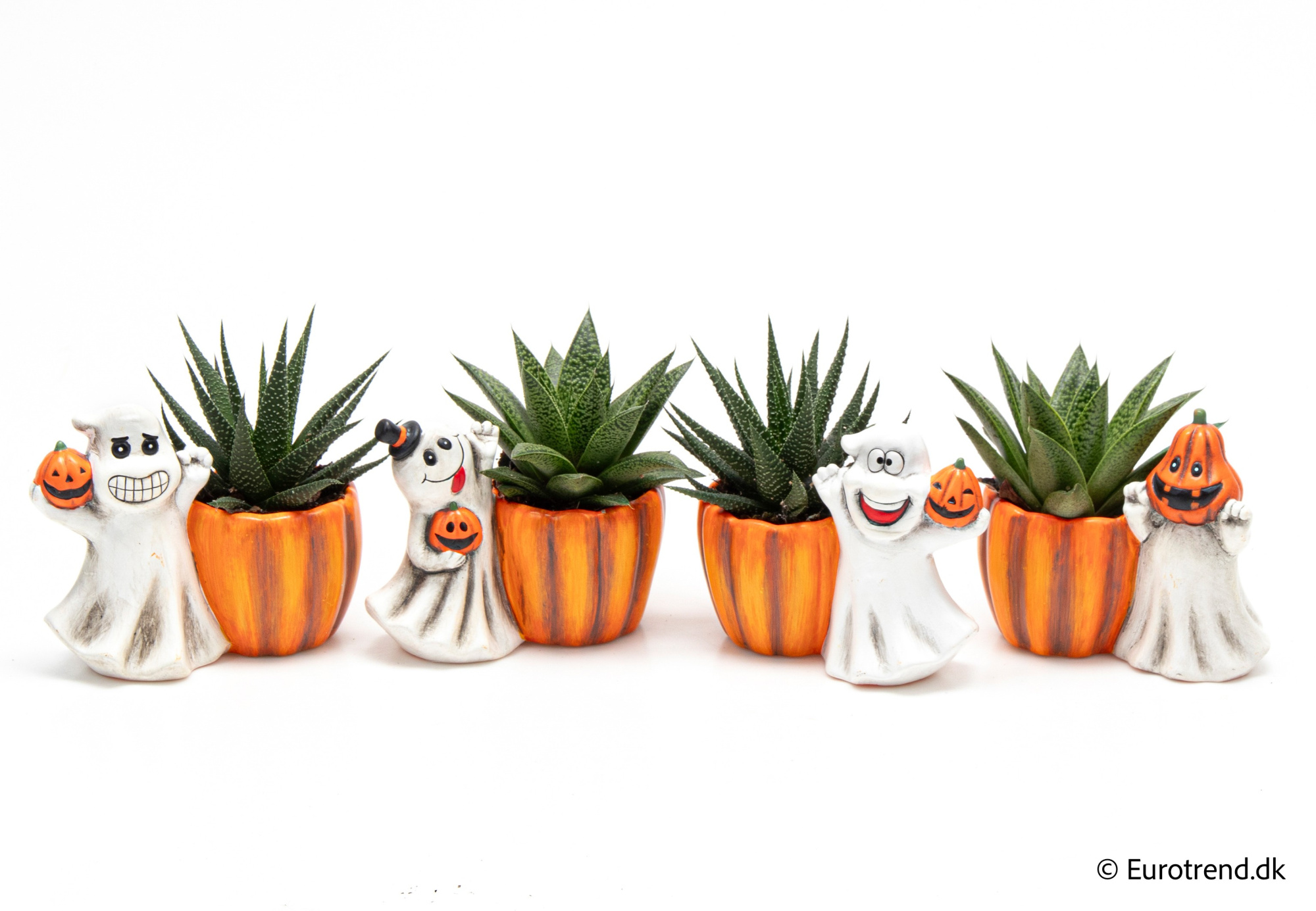 Succulent Mix in Halloween ceramic 2025, D 6 cm