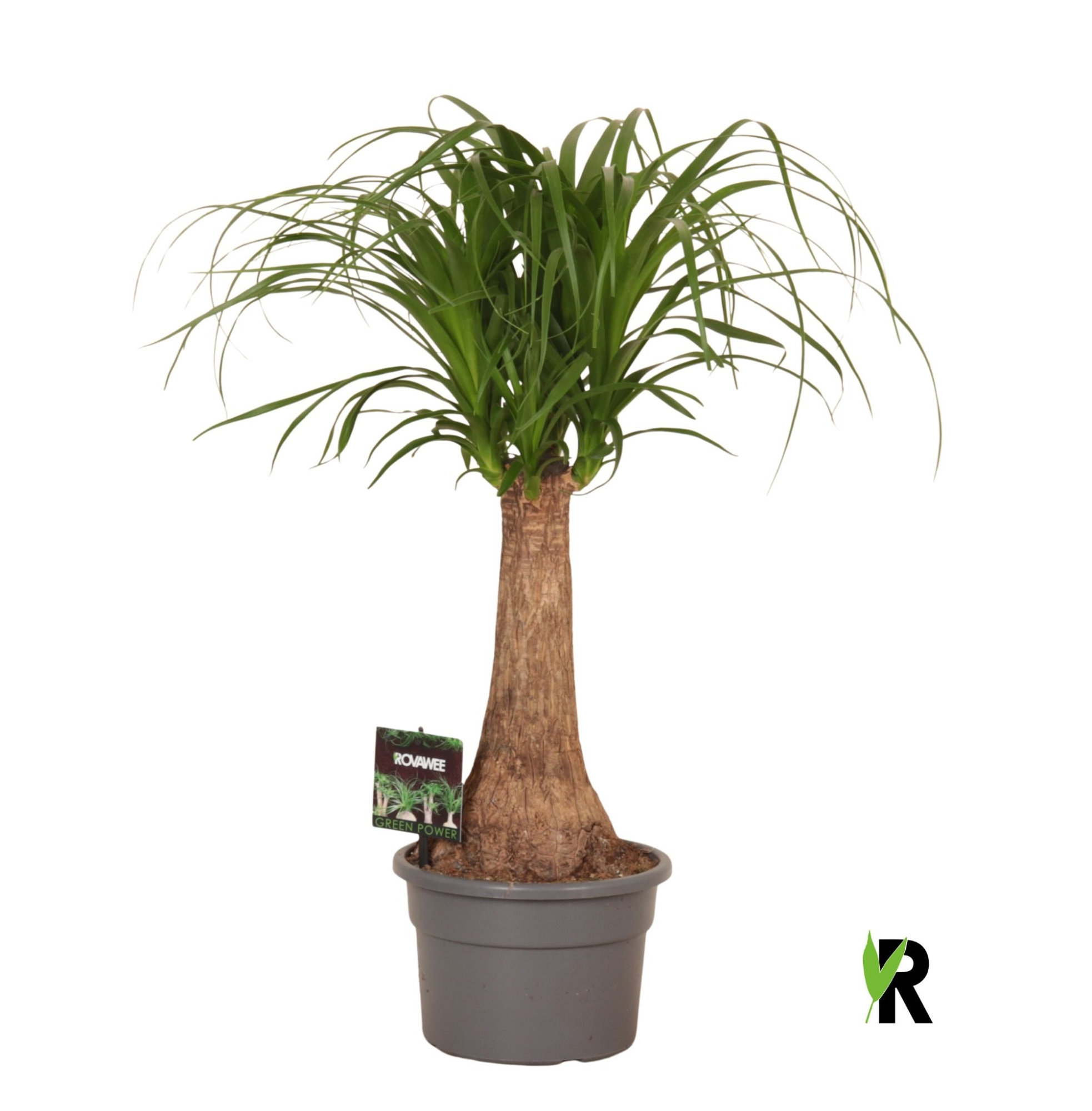 Beaucarnea rec. rechte stam, D 19 cm