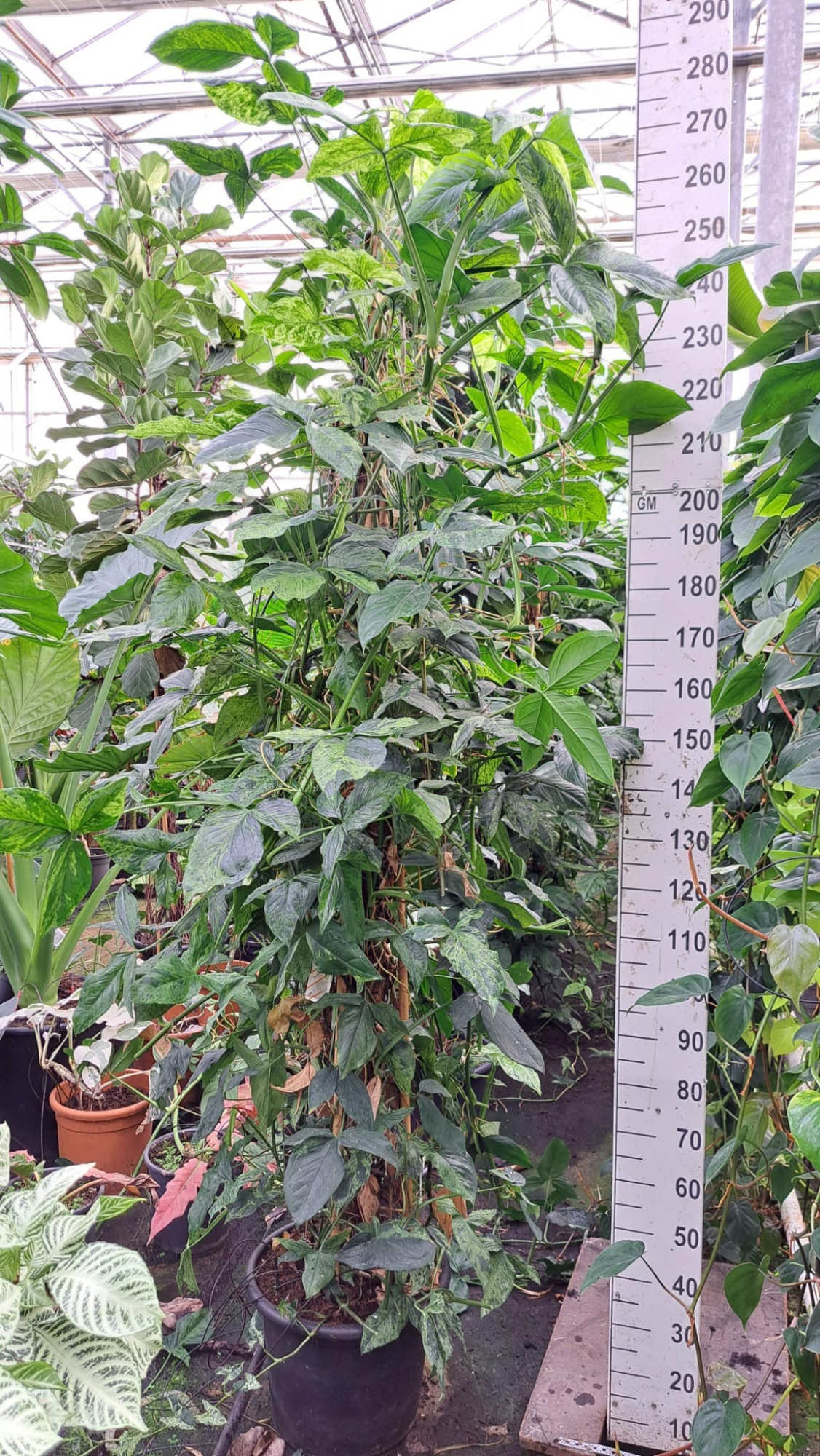 Syngonium Mottled Mojito mosstok XXL, D 45 cm