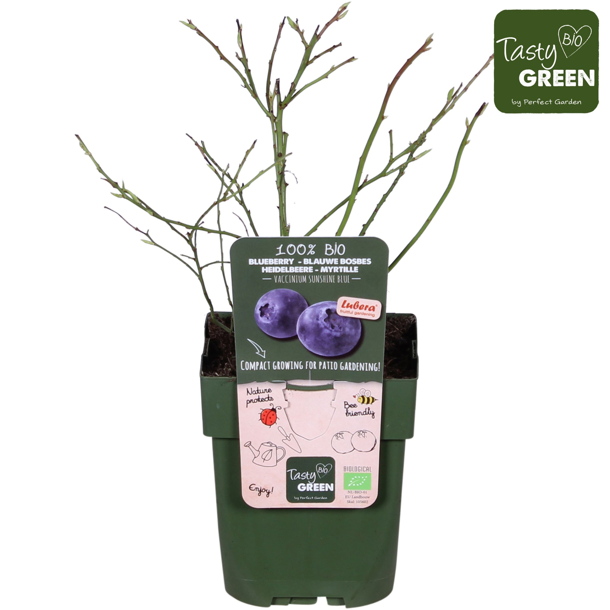 Vaccinium corymb. Sunshine Blue Bio P13, D 13