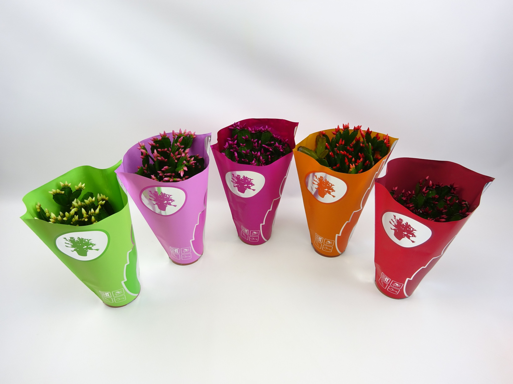 Rhipsalidopsis 9 cm ton sur ton hoes, D 9