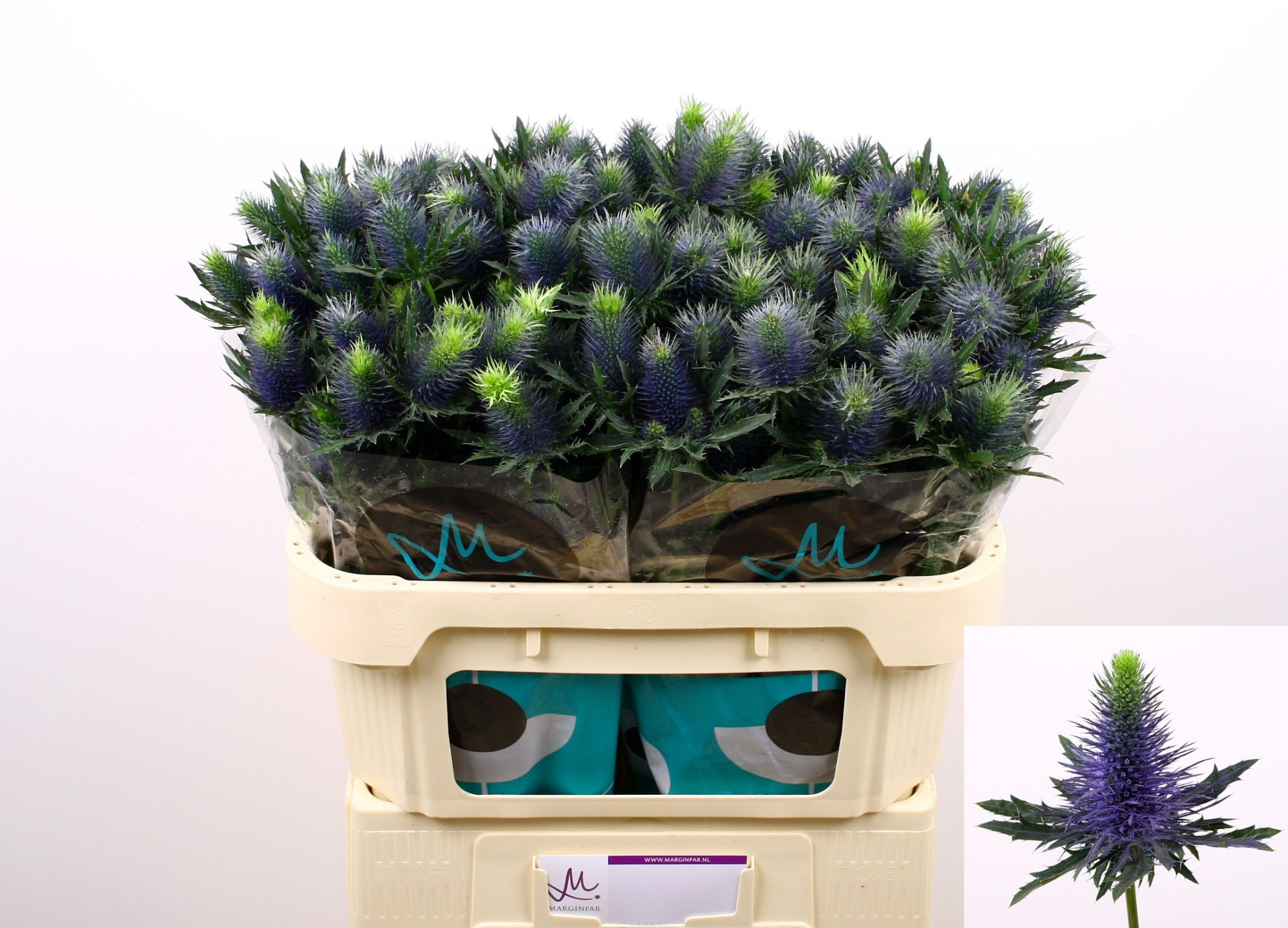 Эрингиум Супернова Кьюстар 70, шт.