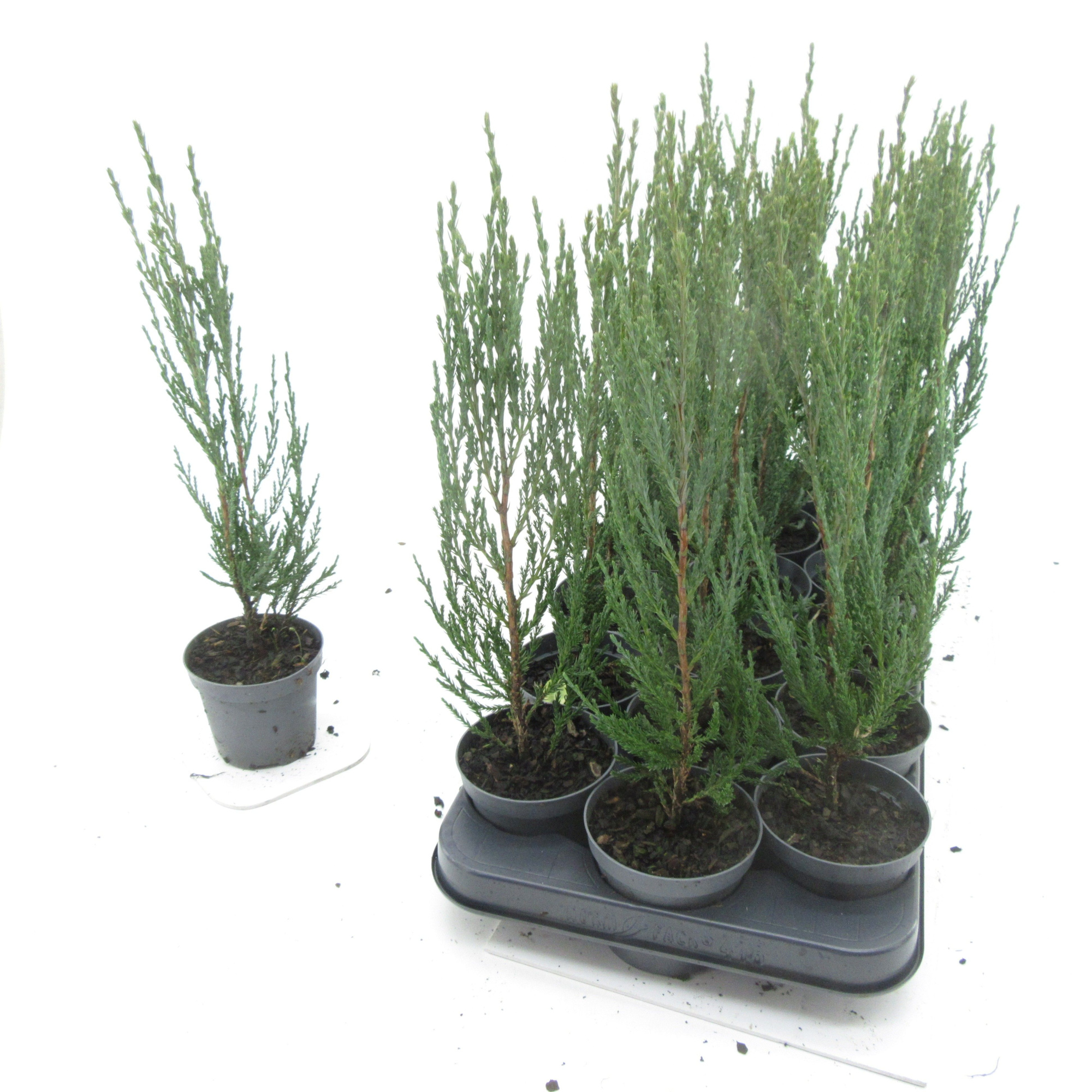 Juniperus Skyrocket, D 9