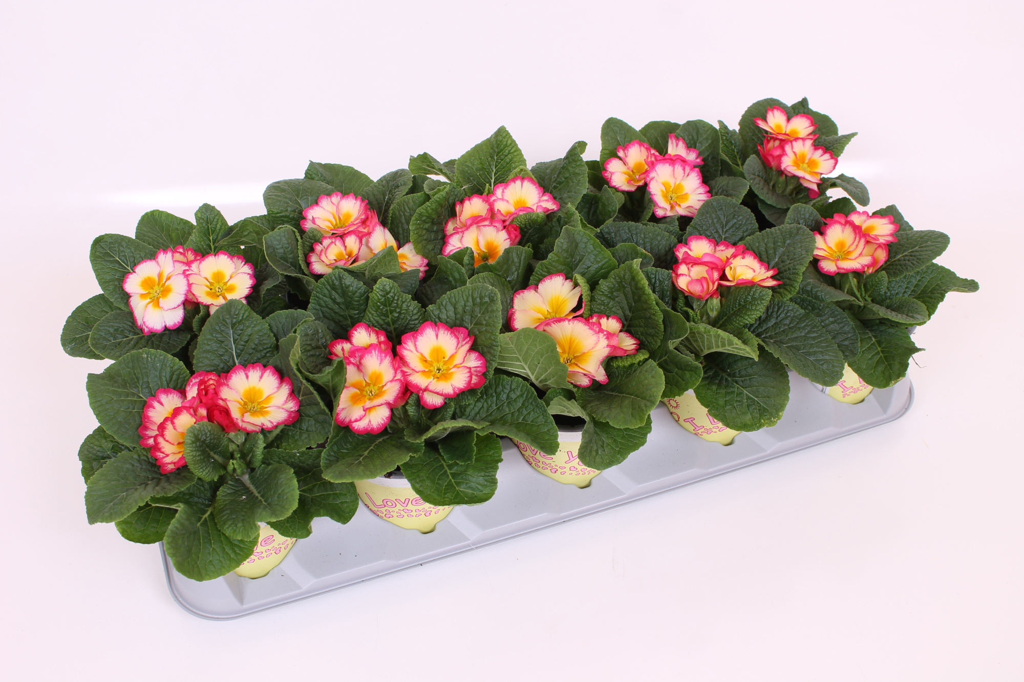 Primula ILY Specials - Scentsation Yellow Cream, D 11