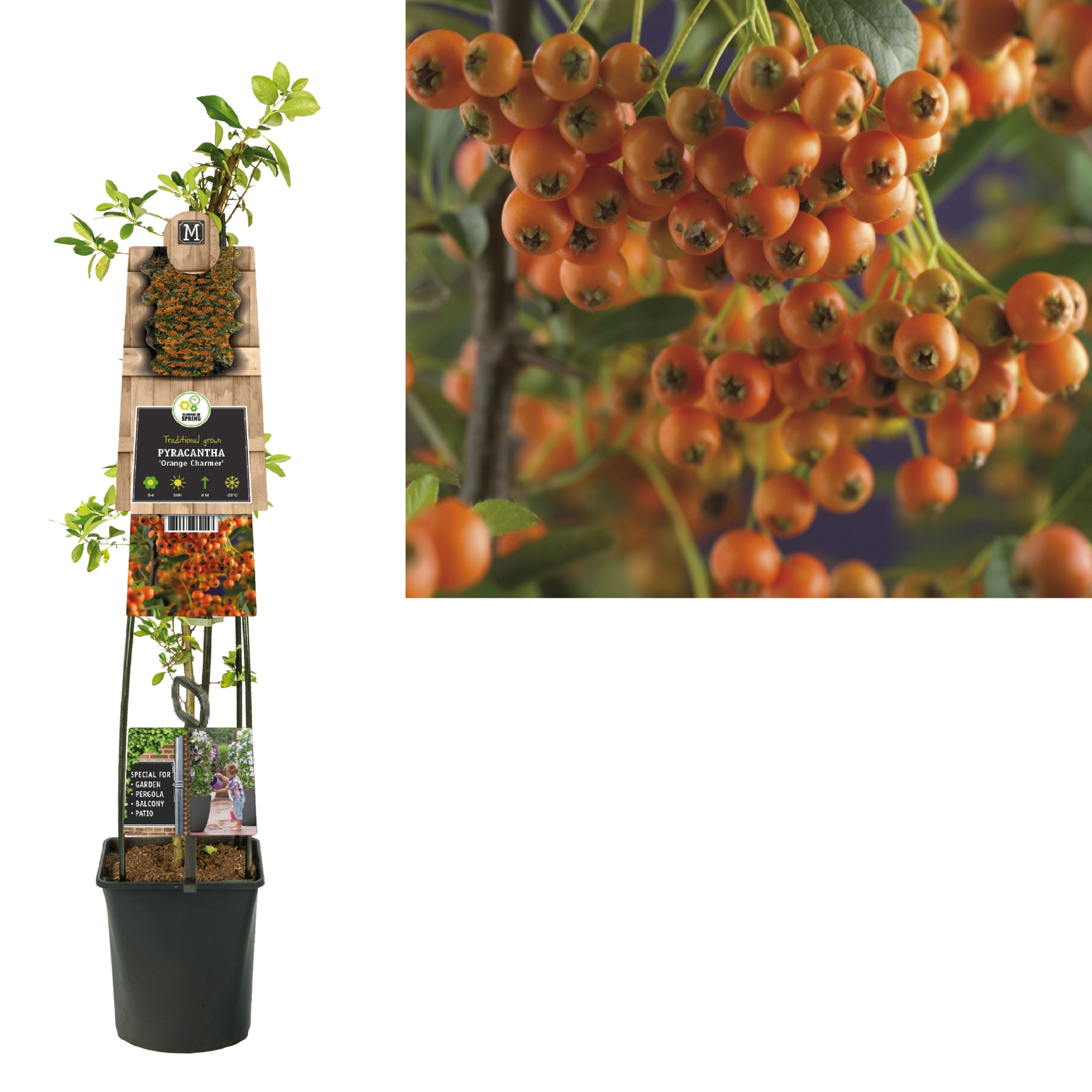 Pyracantha 'Orange Charmer' +3.0 label, D 23