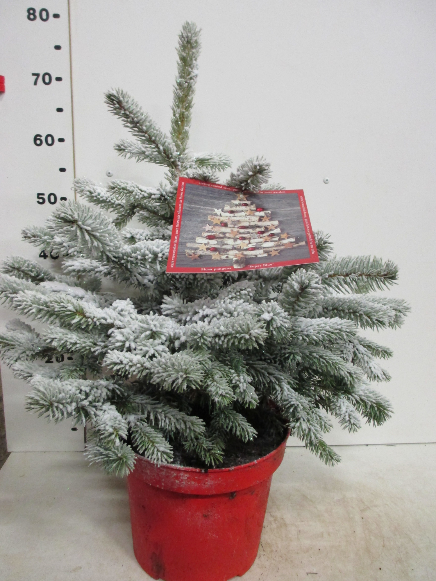 Picea sneeuw Super Blue 70 cm P26, D 26 cm