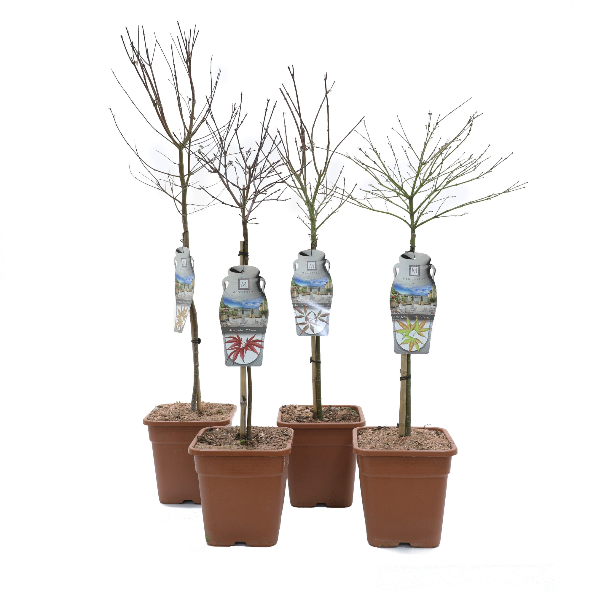 Acer pal. 'Mix' - vp11L 70-stam, D 25 cm