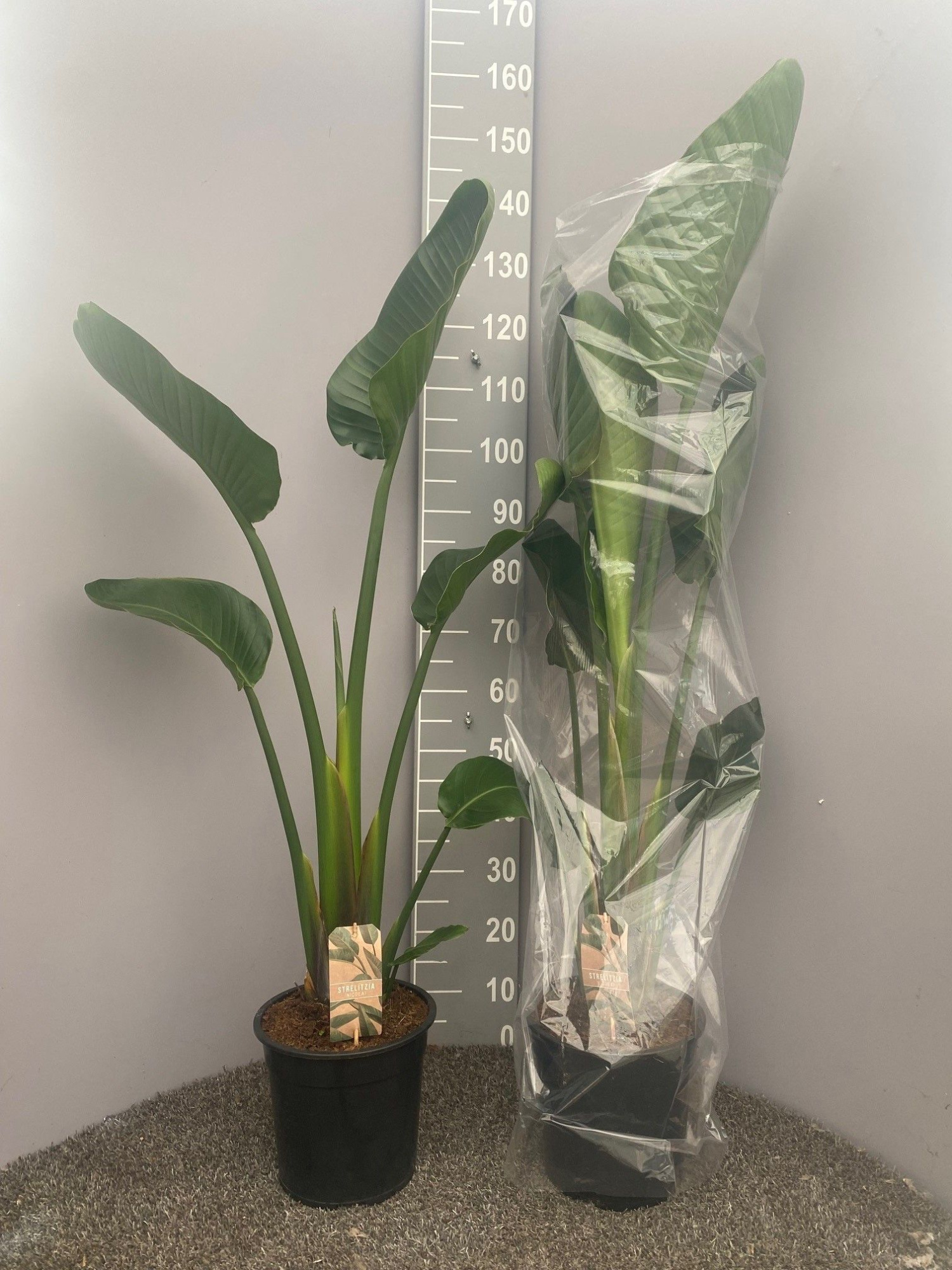 Strelitzia Nicolai 1pp, D 24