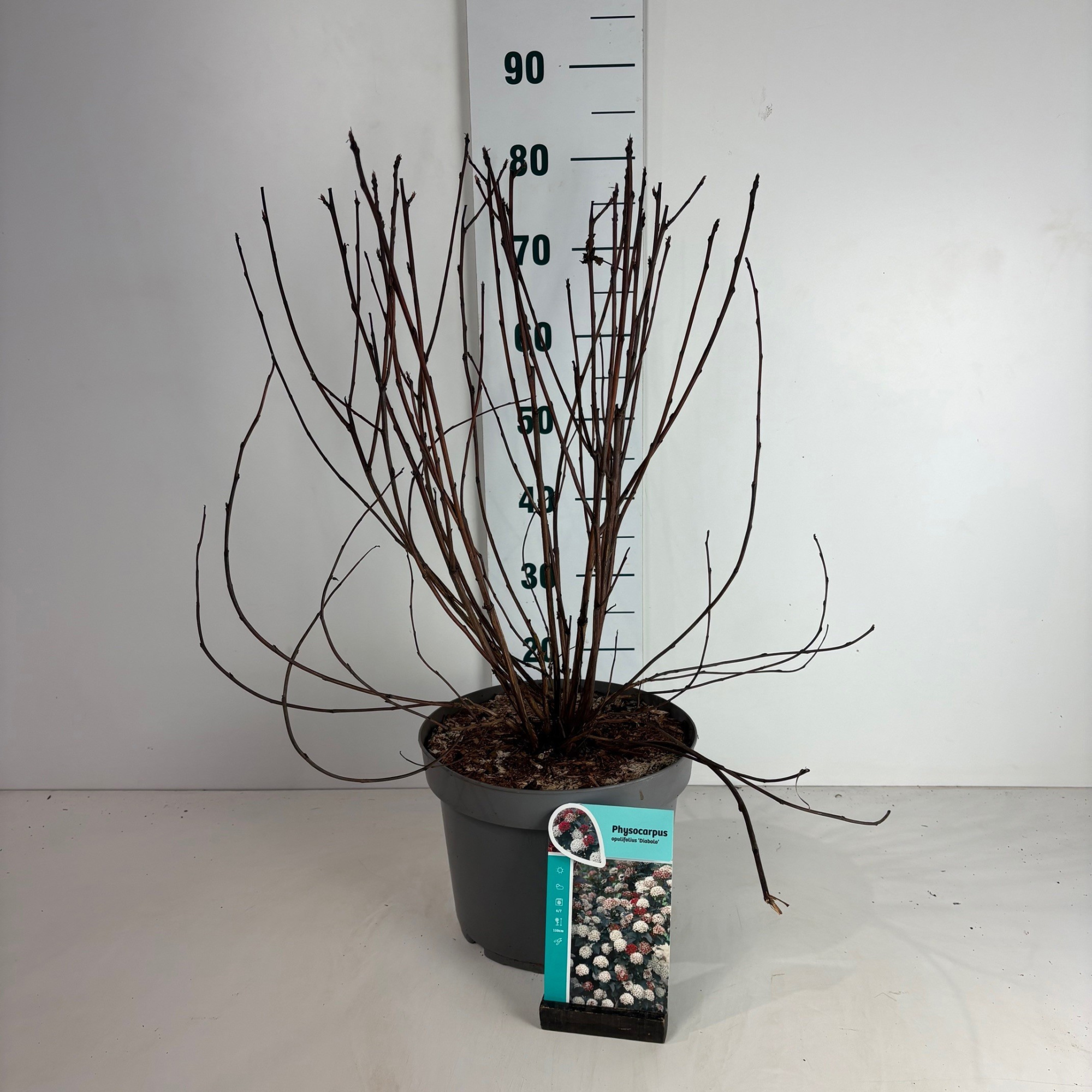 Physocarpus opulifolius Diabolo, D 29