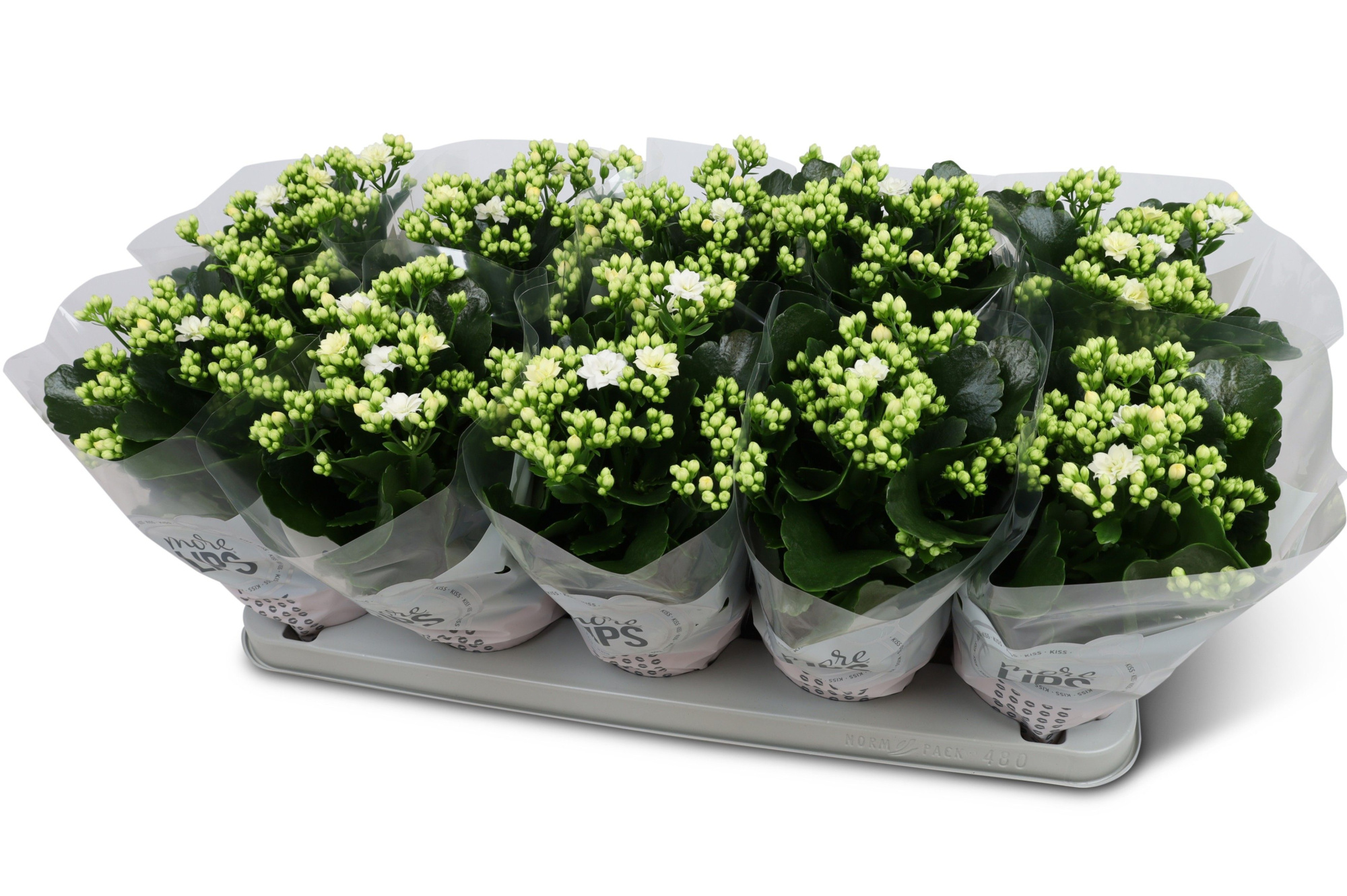 Kalanchoë Perfecta White MoreLIPS hoes, D 12