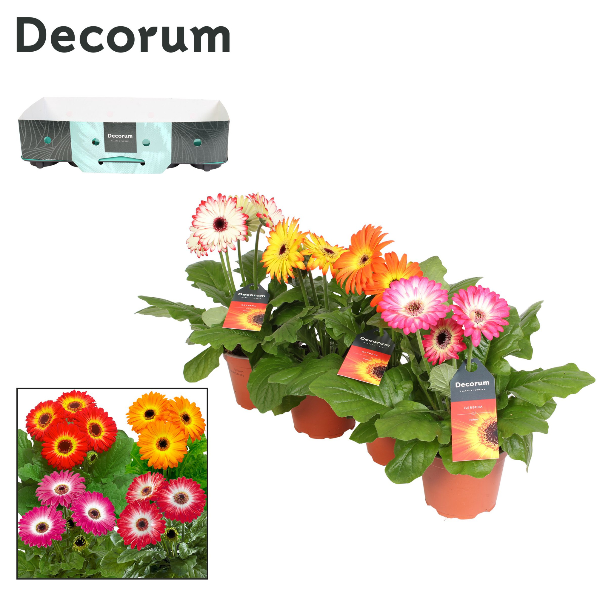 Gerbera twister 3+ bl.12cm met kraag Decorum, D 12 cm
