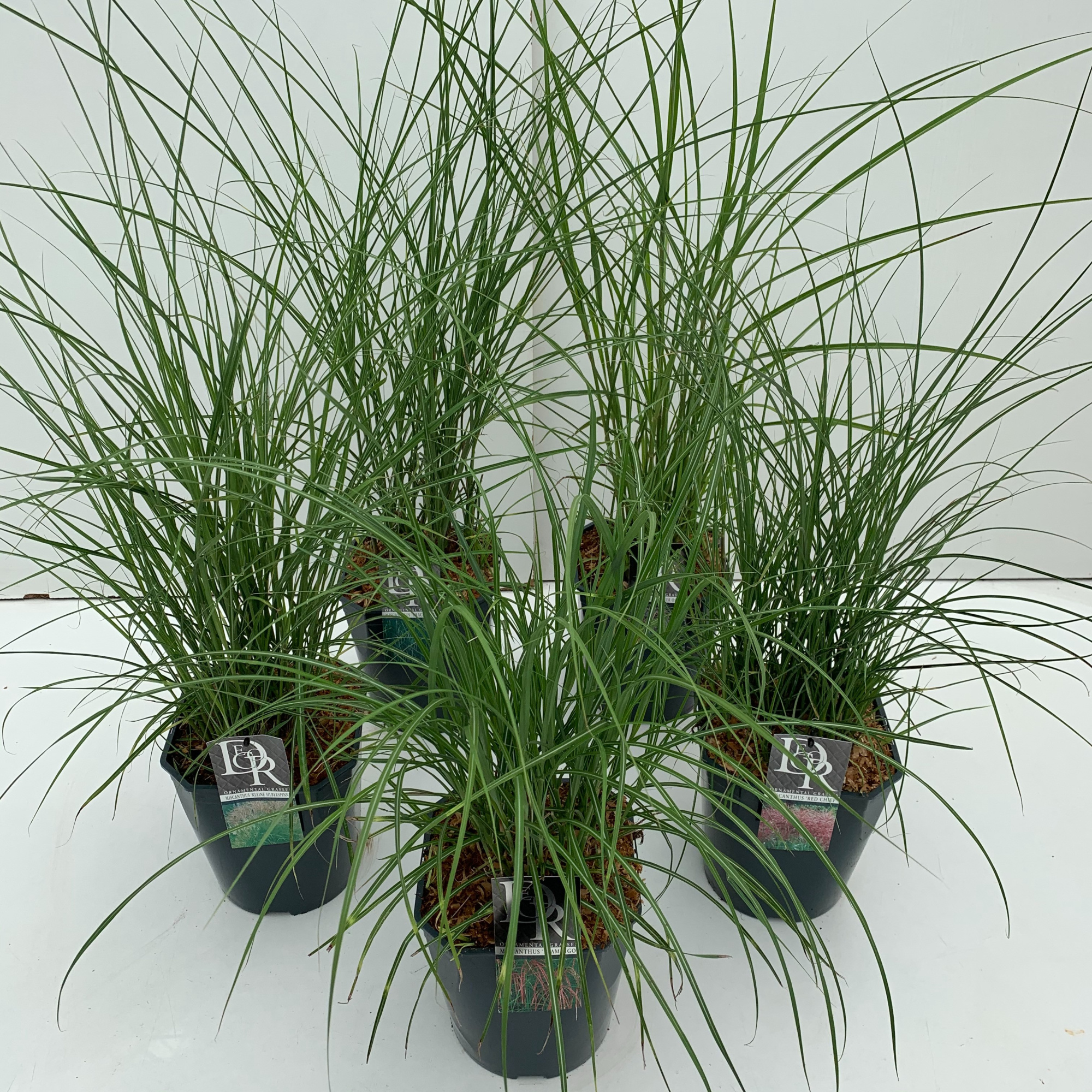 Miscanthus mix, D 23 cm