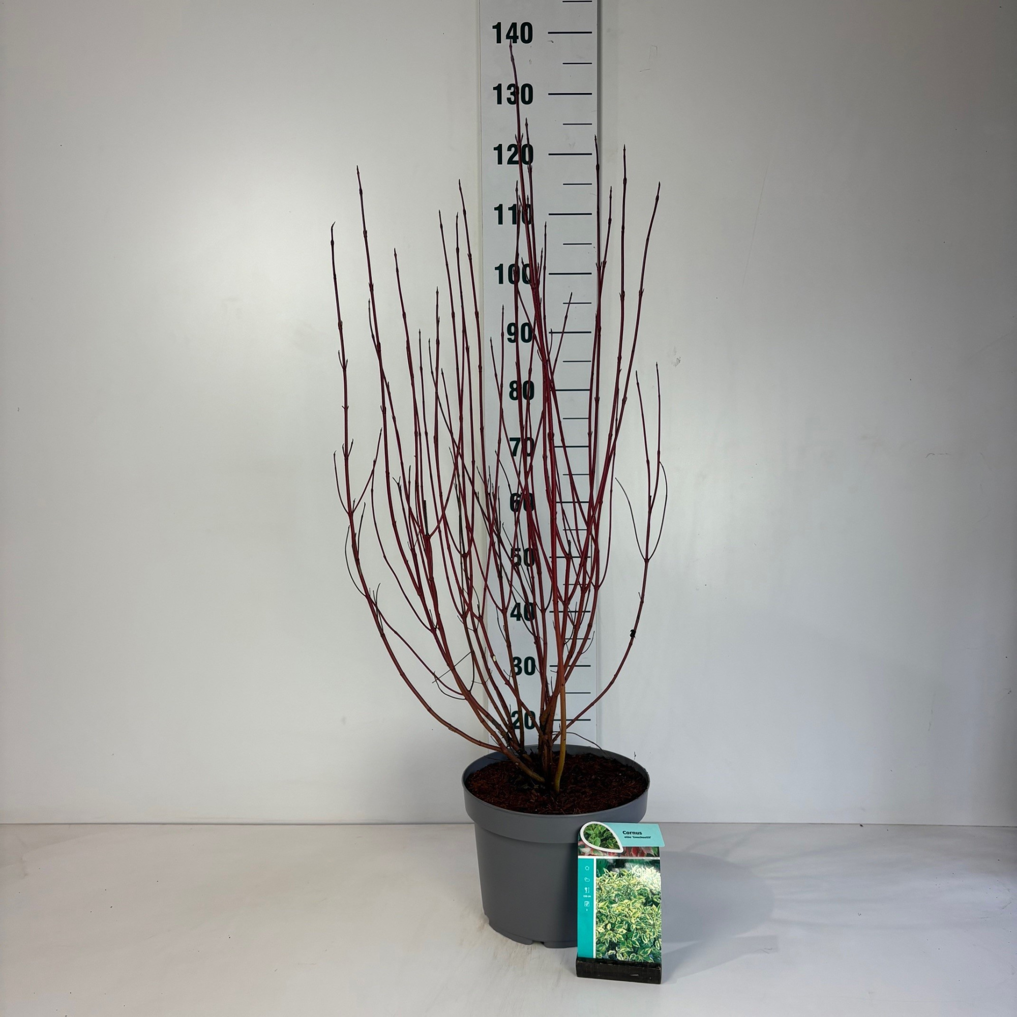 Cornus alba Gouchaultii, D 29