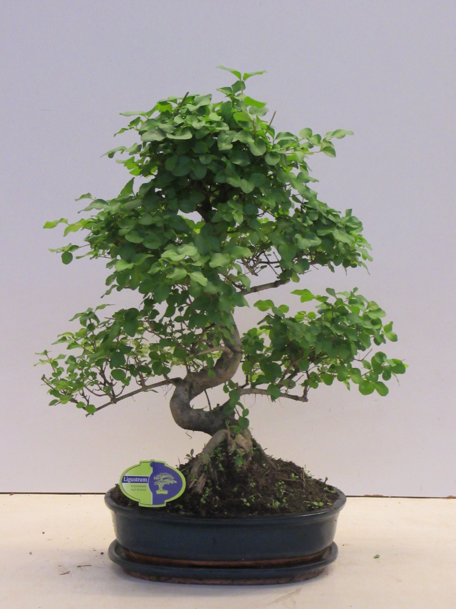 Ligustrum sinensis, 32cm., shape, with drip tray, D 32