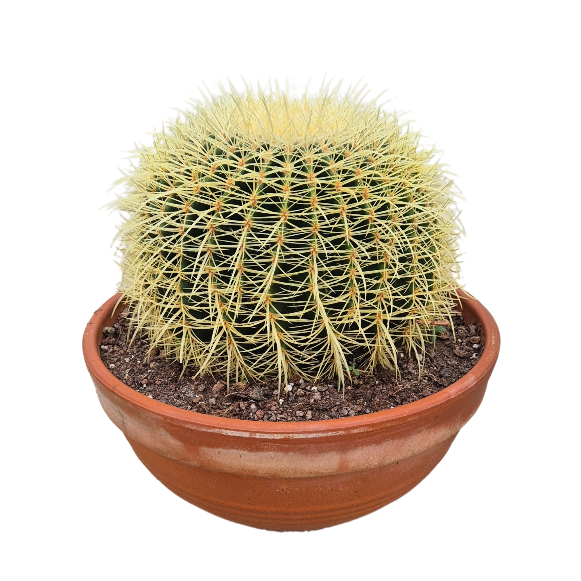 Echinocactus grusonii 36 cm, D 36 cm