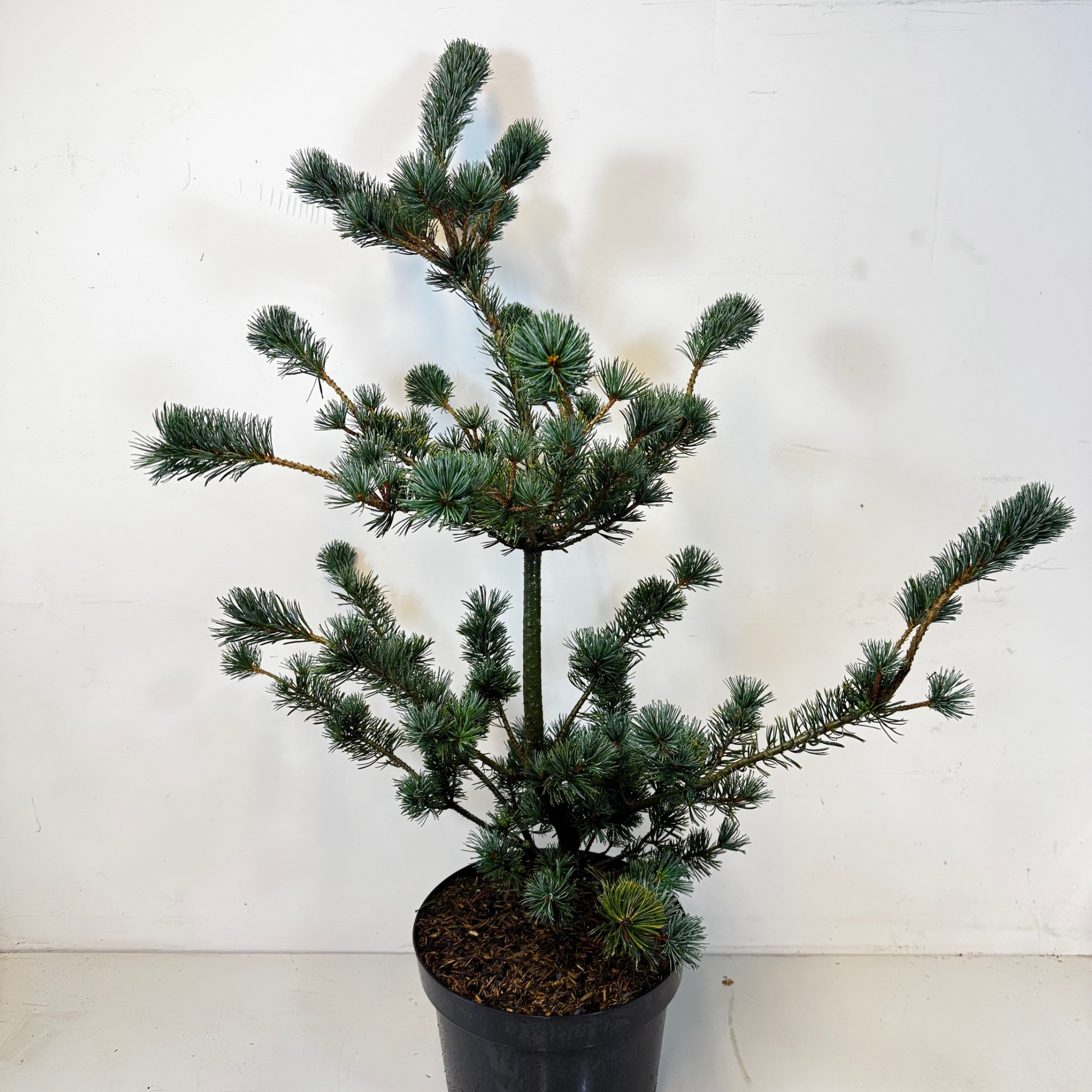 Pinus parviflora 'Saphir', D 29