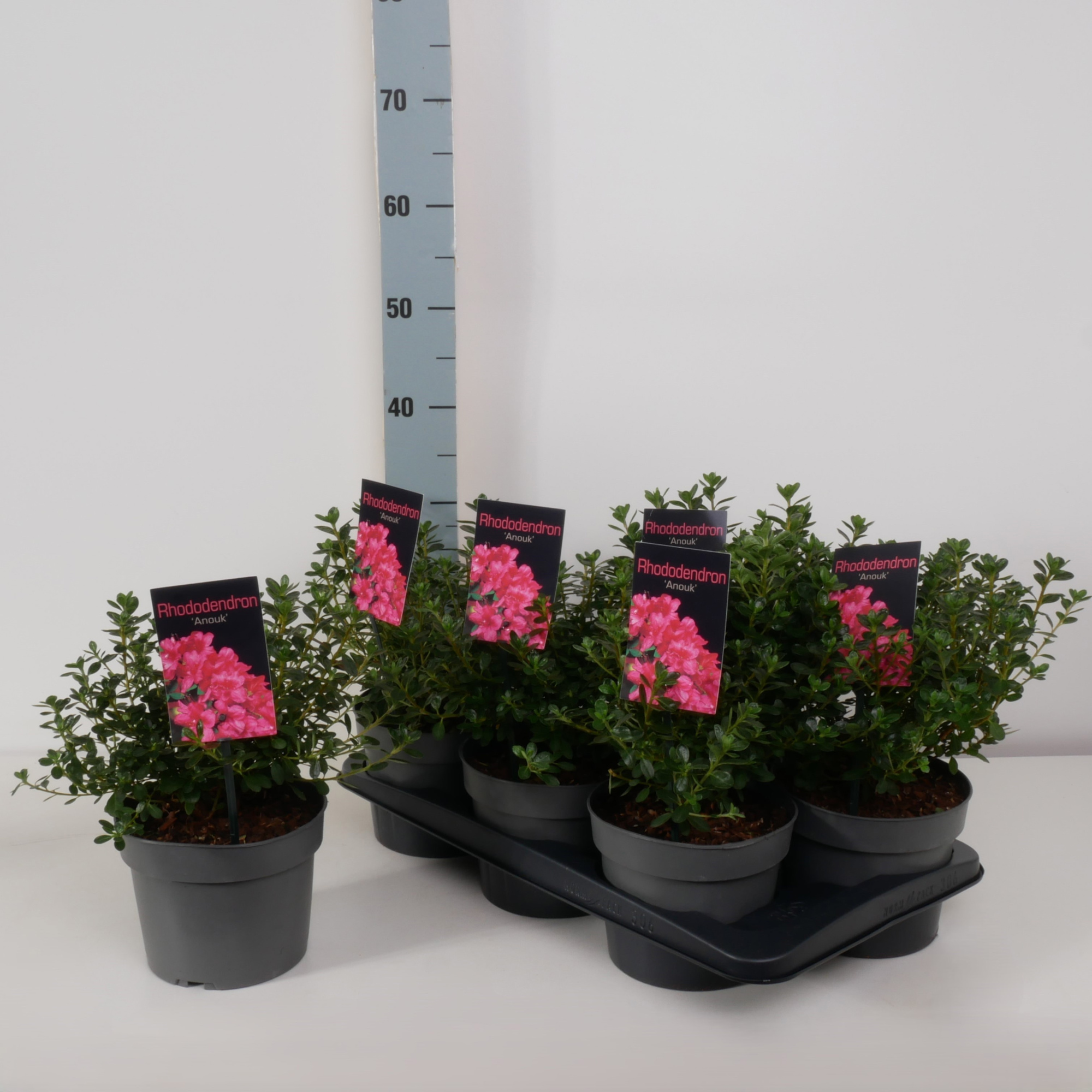 Rhododendron (AJ) 'Anouk' P17, D 17