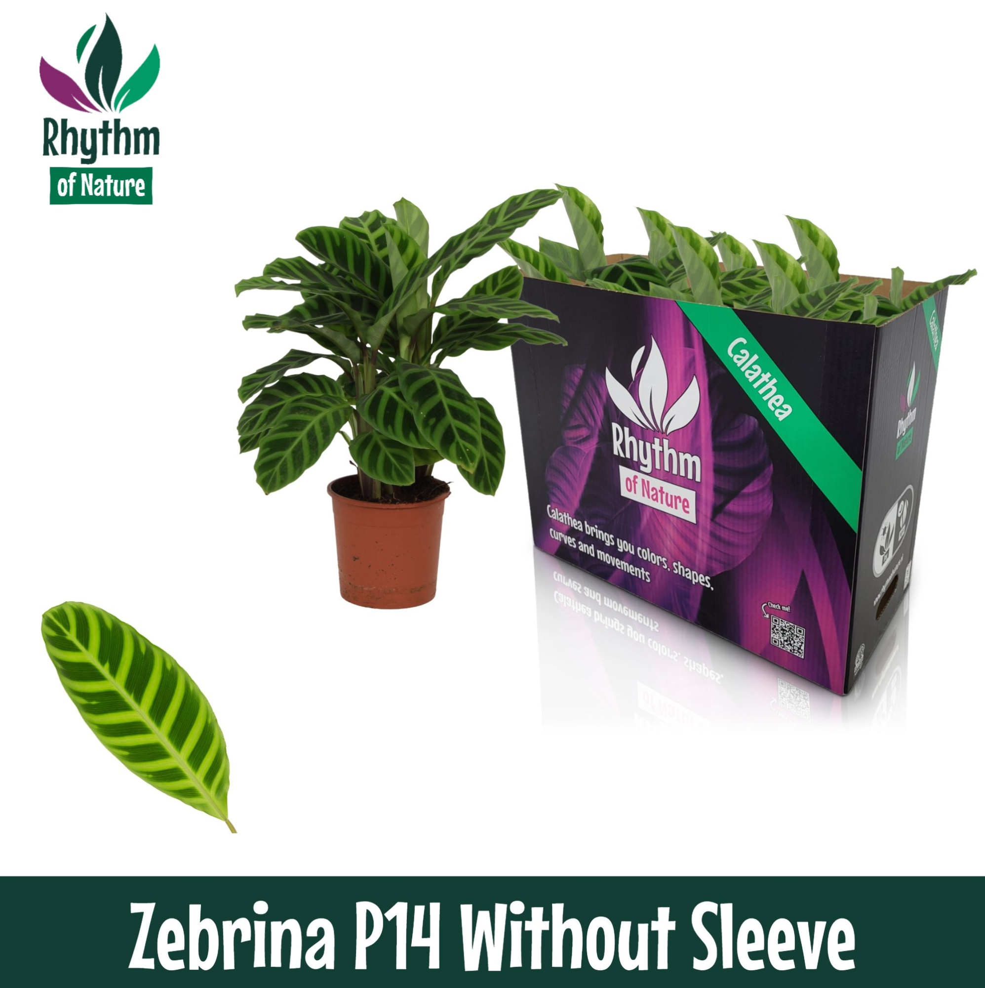 Calathea 14cm Zebrina - Rhythm of Nature zonder hoes, D 14