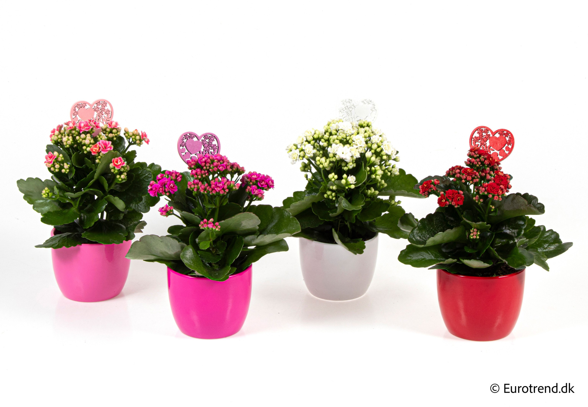 Kalanchoe Roseflowers in Valentine ceramic 2026, D 10,5