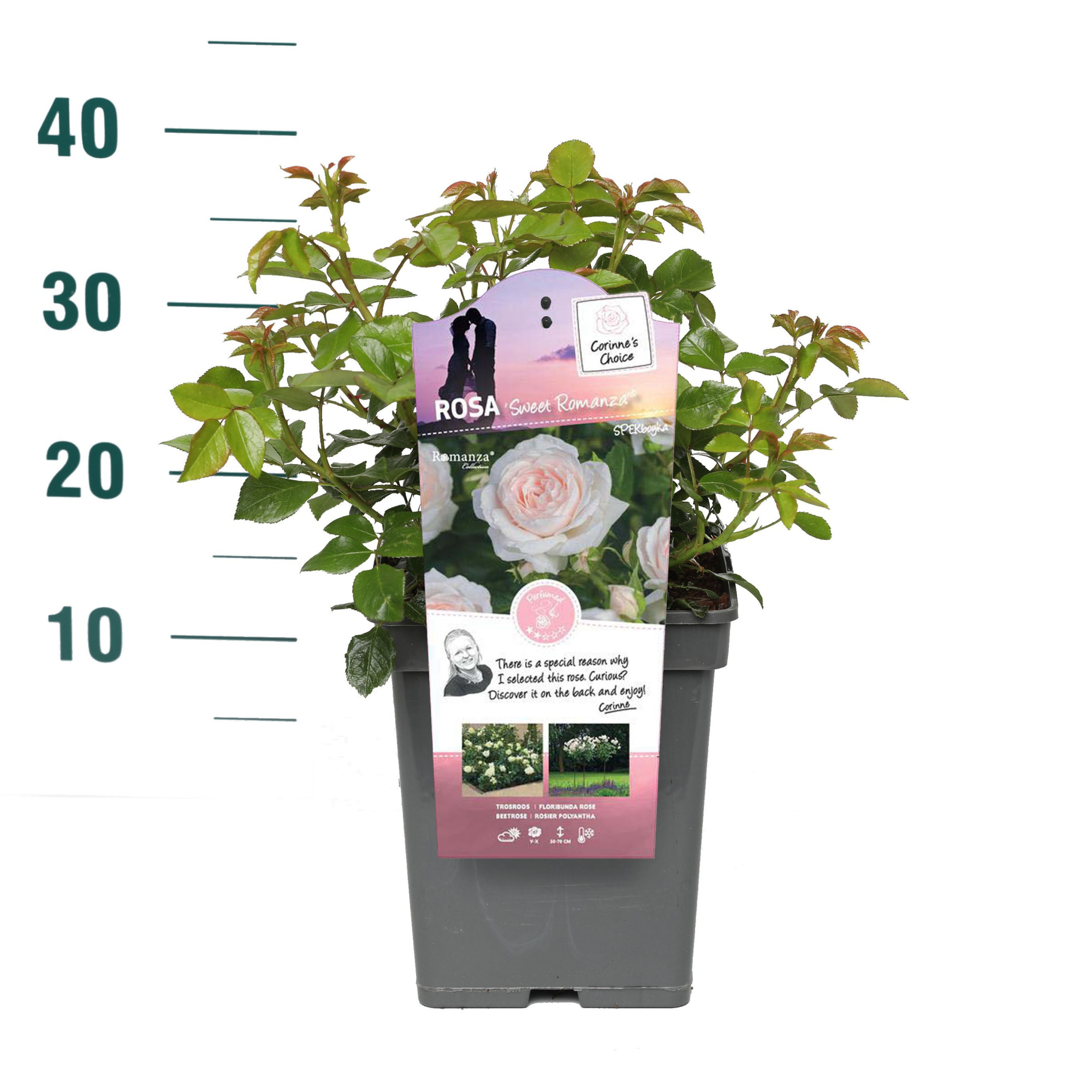 Rosa 'Sweet Romanza' - Struik - VP5 - Categorie 3, D 23 cm