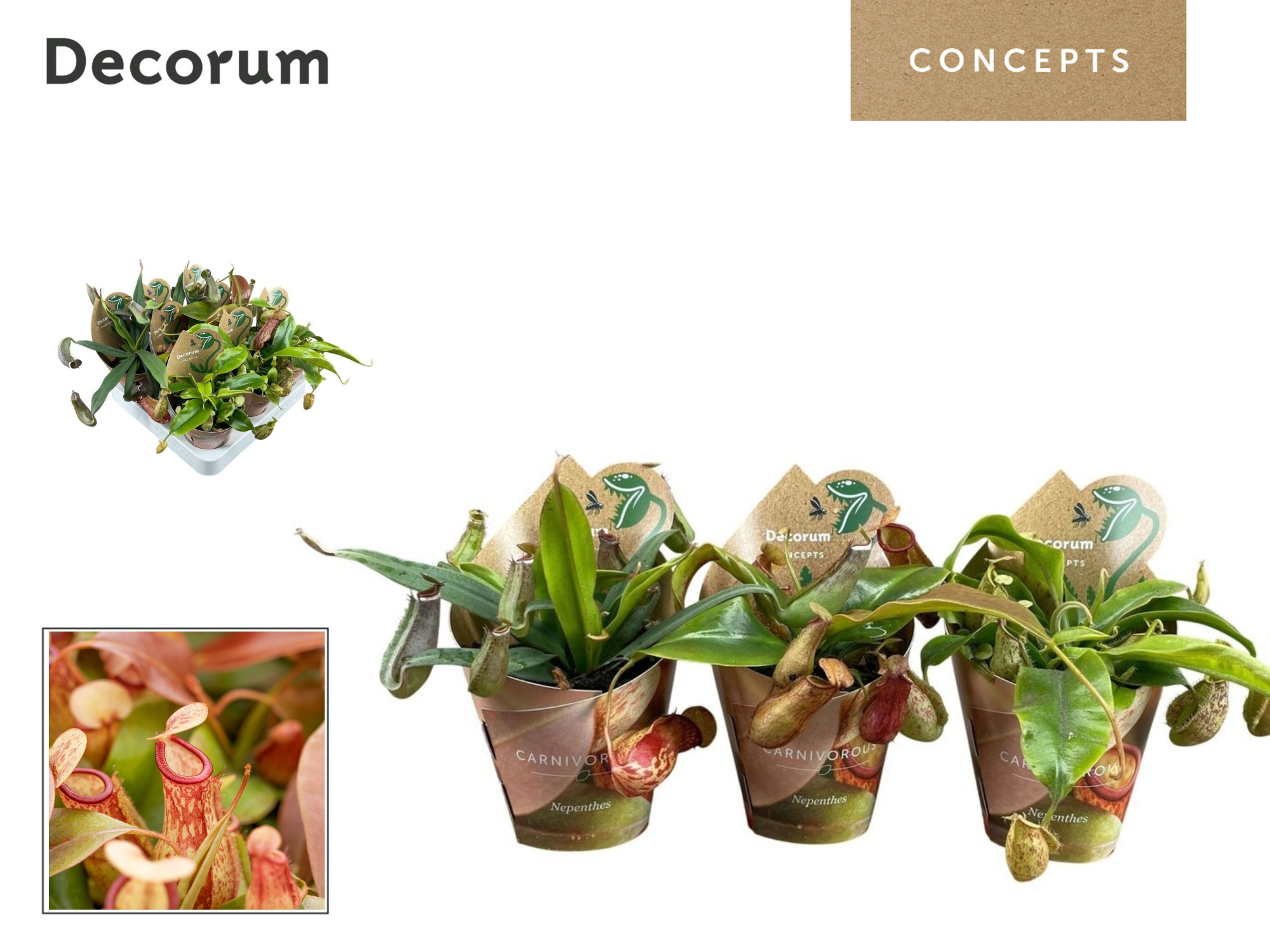 Nepenthes mix 8,5 cm in potcover (Decorum), D 8,5