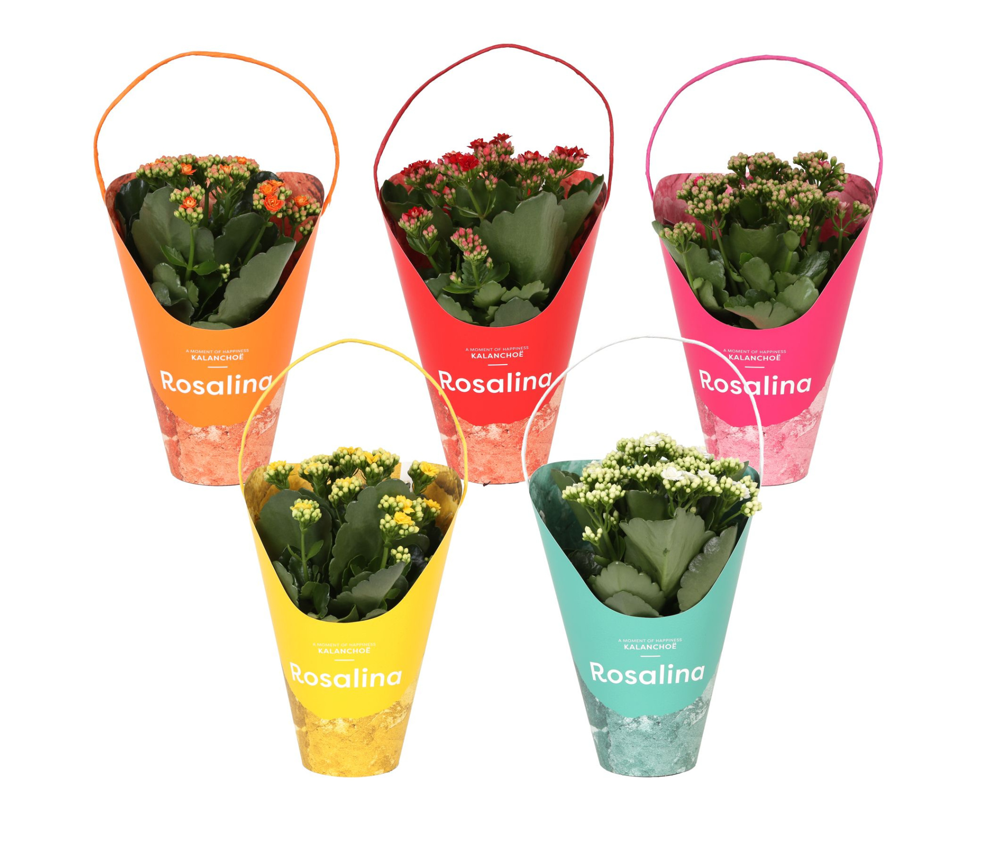 KP-858.1 - Kalanchoe Rosalina 12cm Giftskoker, D 12