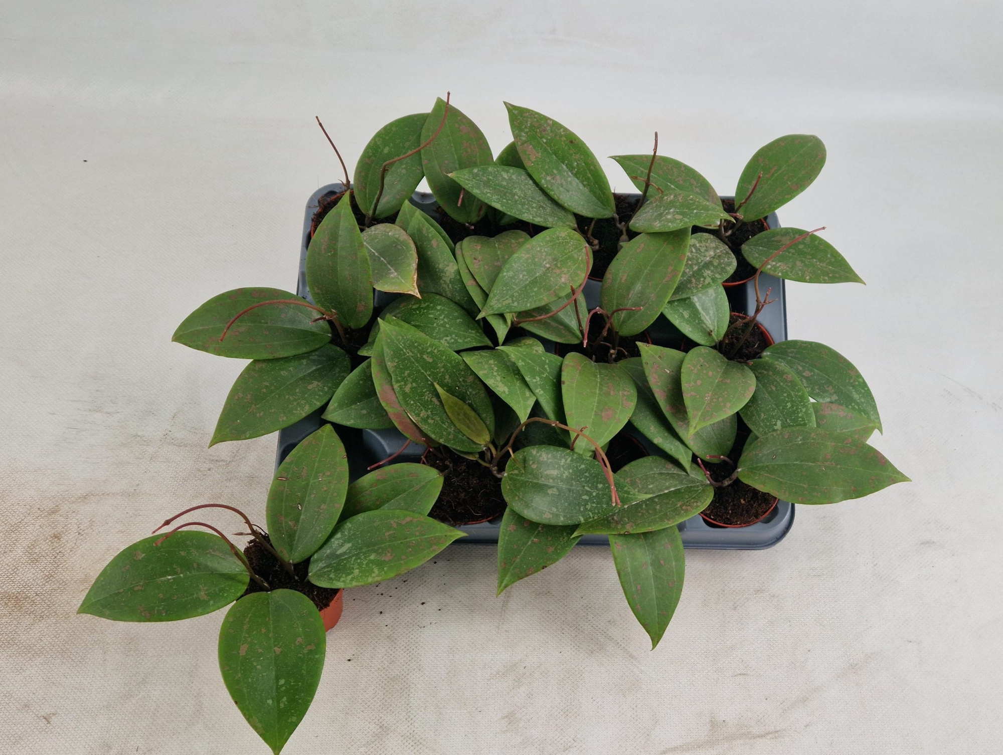 Hoya Wibergiae, D 6 cm