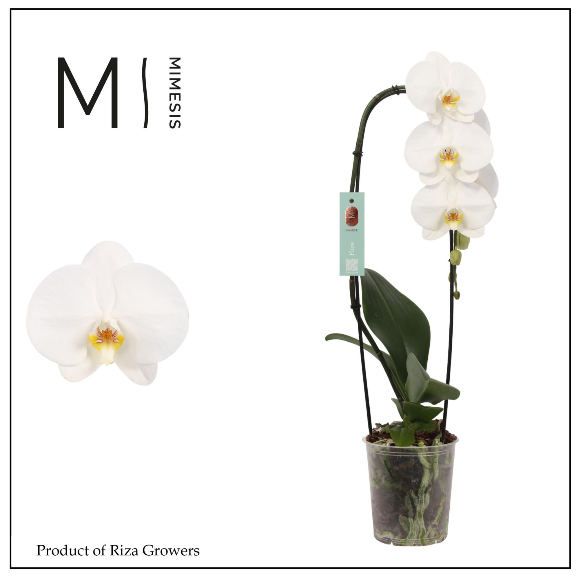 Phalaenopsis Flow Tokyo 1 spike - 12cm | Mimesis, D 12 cm