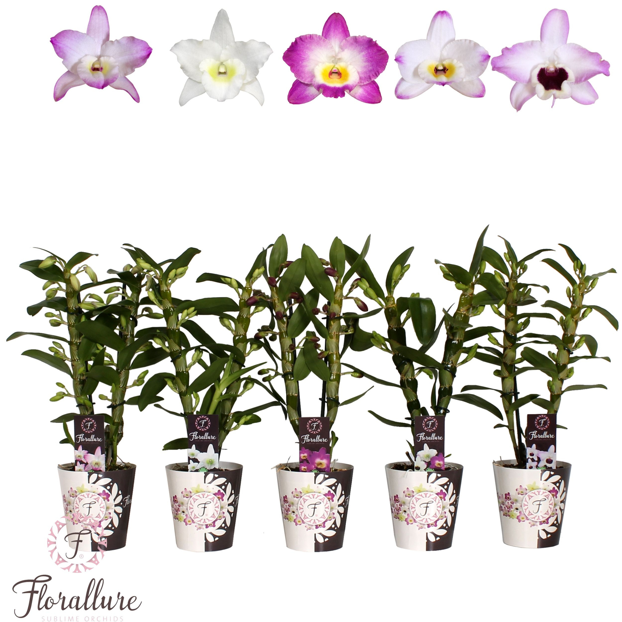 Dendrobium Nobile Mix 2 stam 10 + tros Florallure, D 12