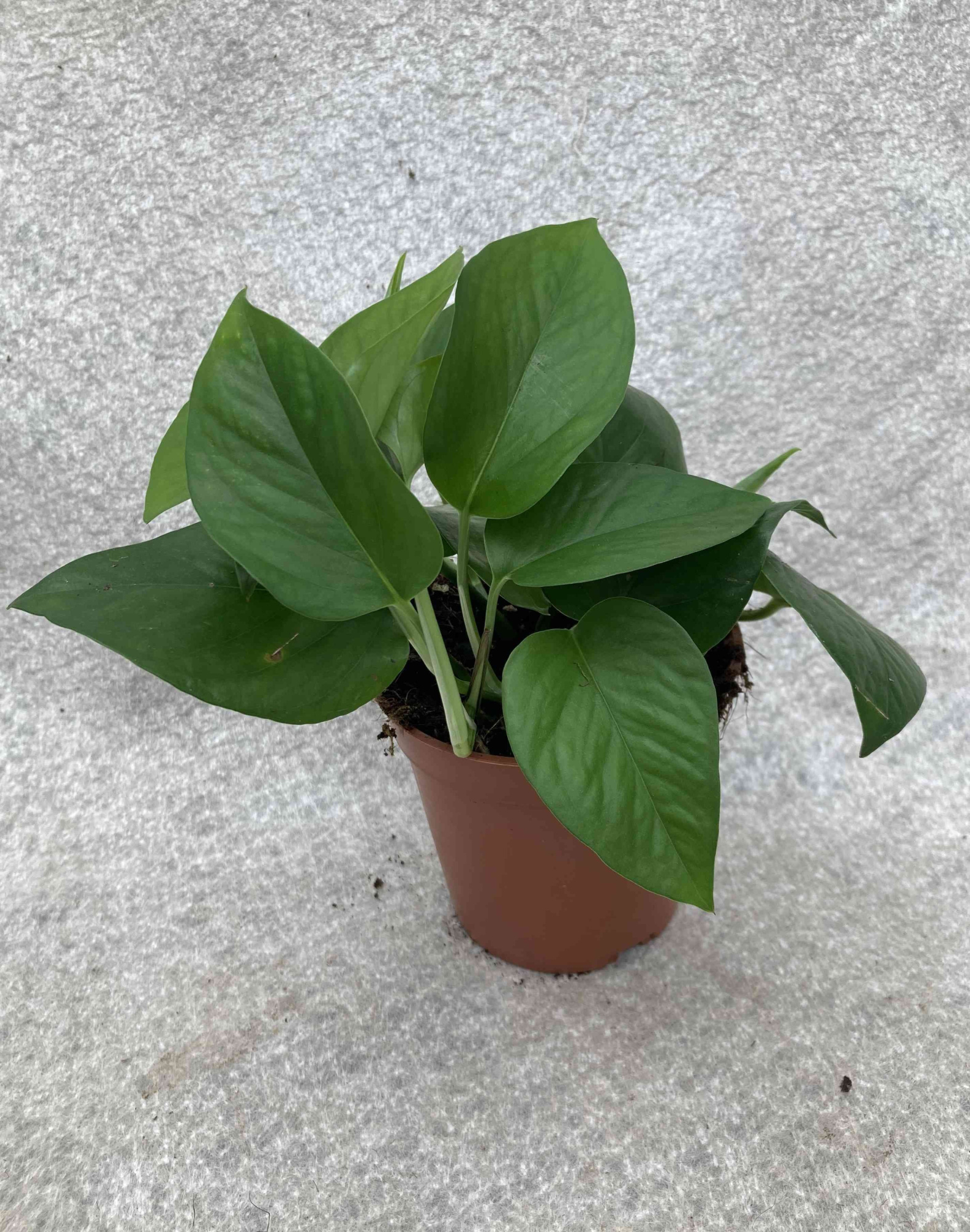 PHILODENDRON SCANDENS, D 11 cm