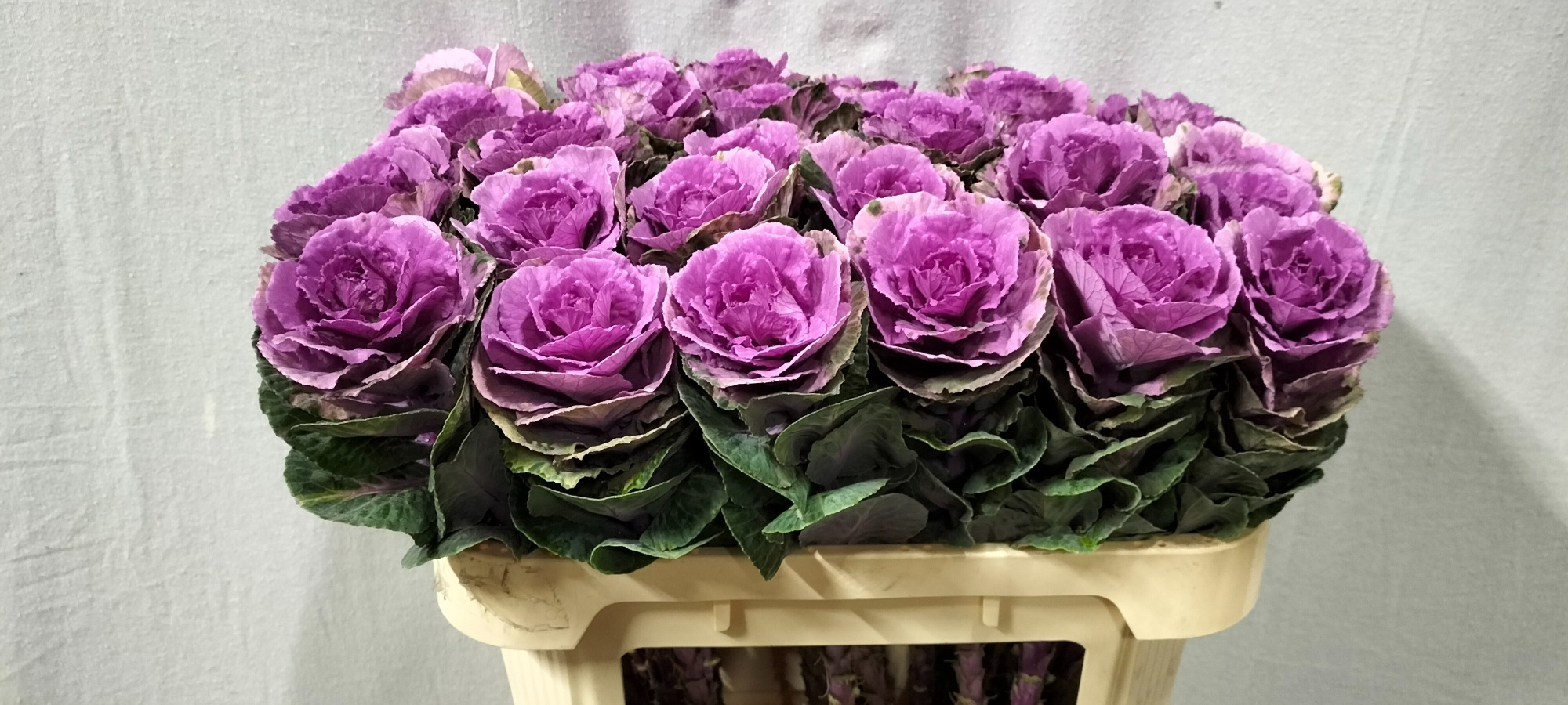 Брассика Эмпае Ольга 70, шт.