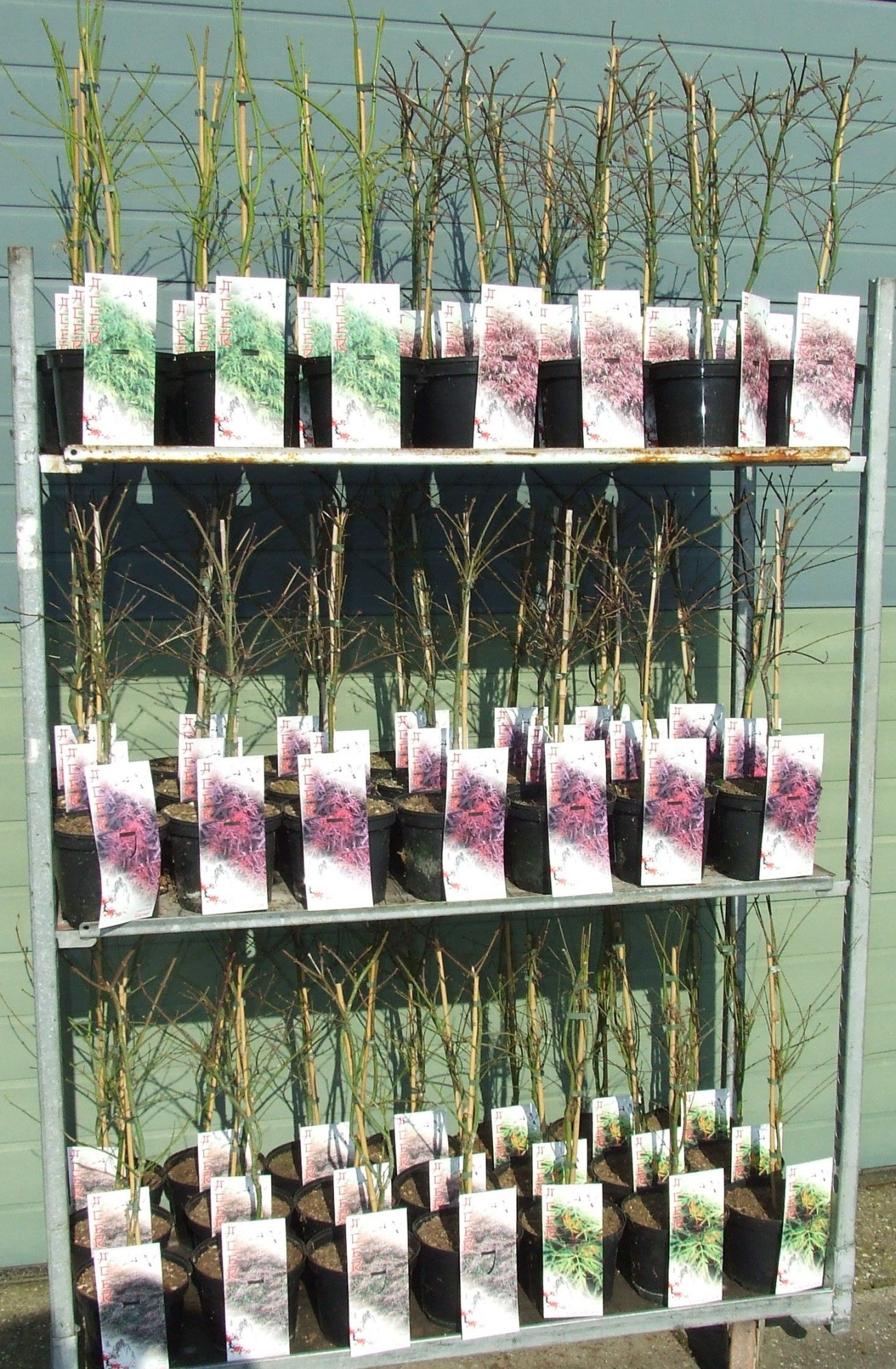 Acer palmatum Dissectum MIX P19 Full CC, D 19