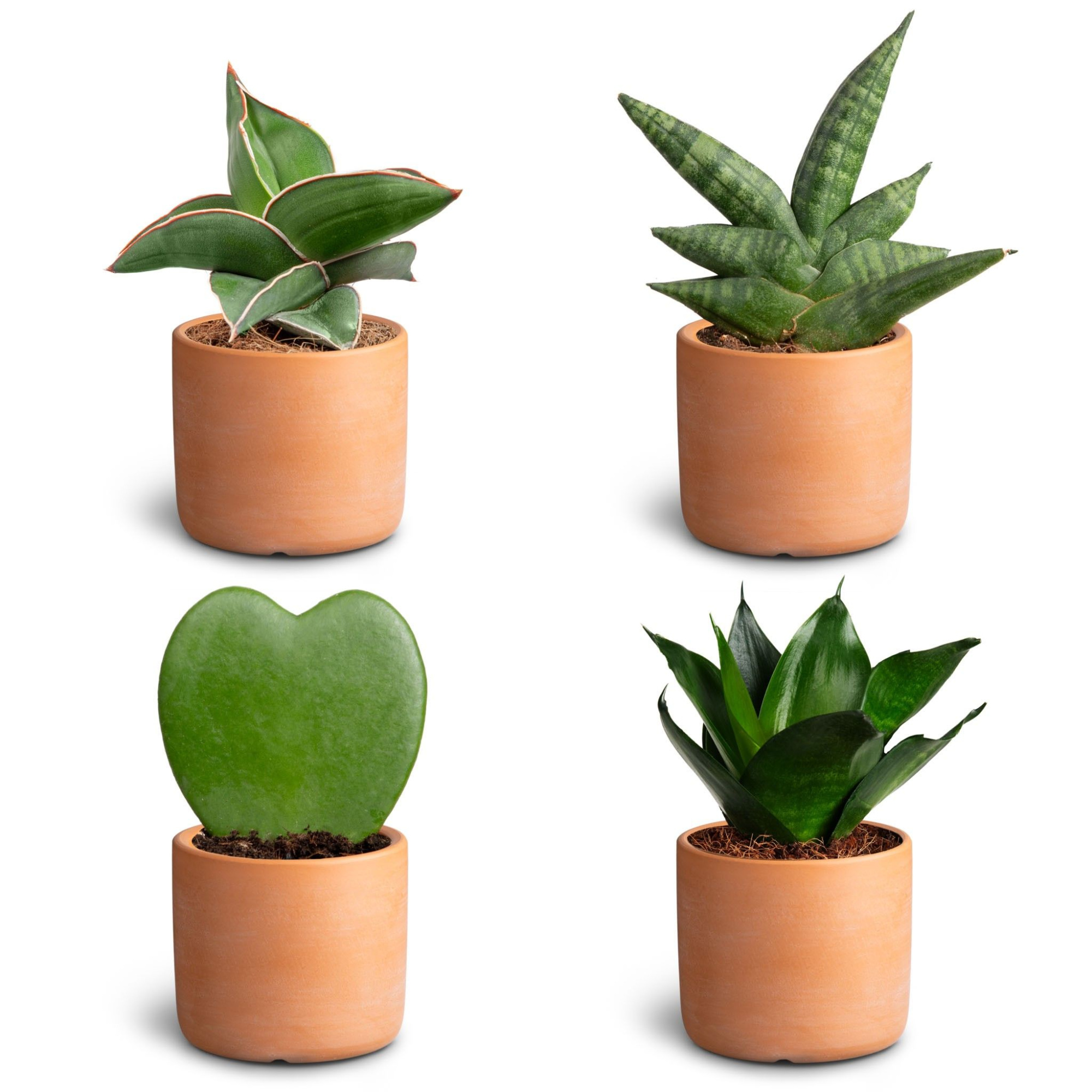 Raw Terracotta, Dwarf Collection, D 7 cm