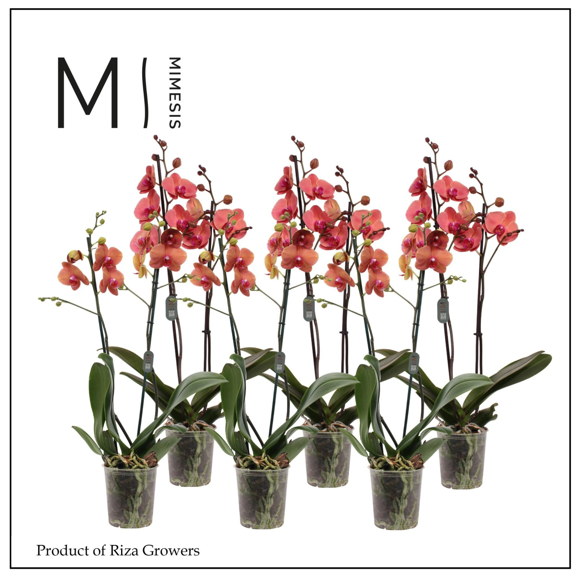 Phalaenopsis Orange 2 spike - 12cm | Mimesis, D 12 cm