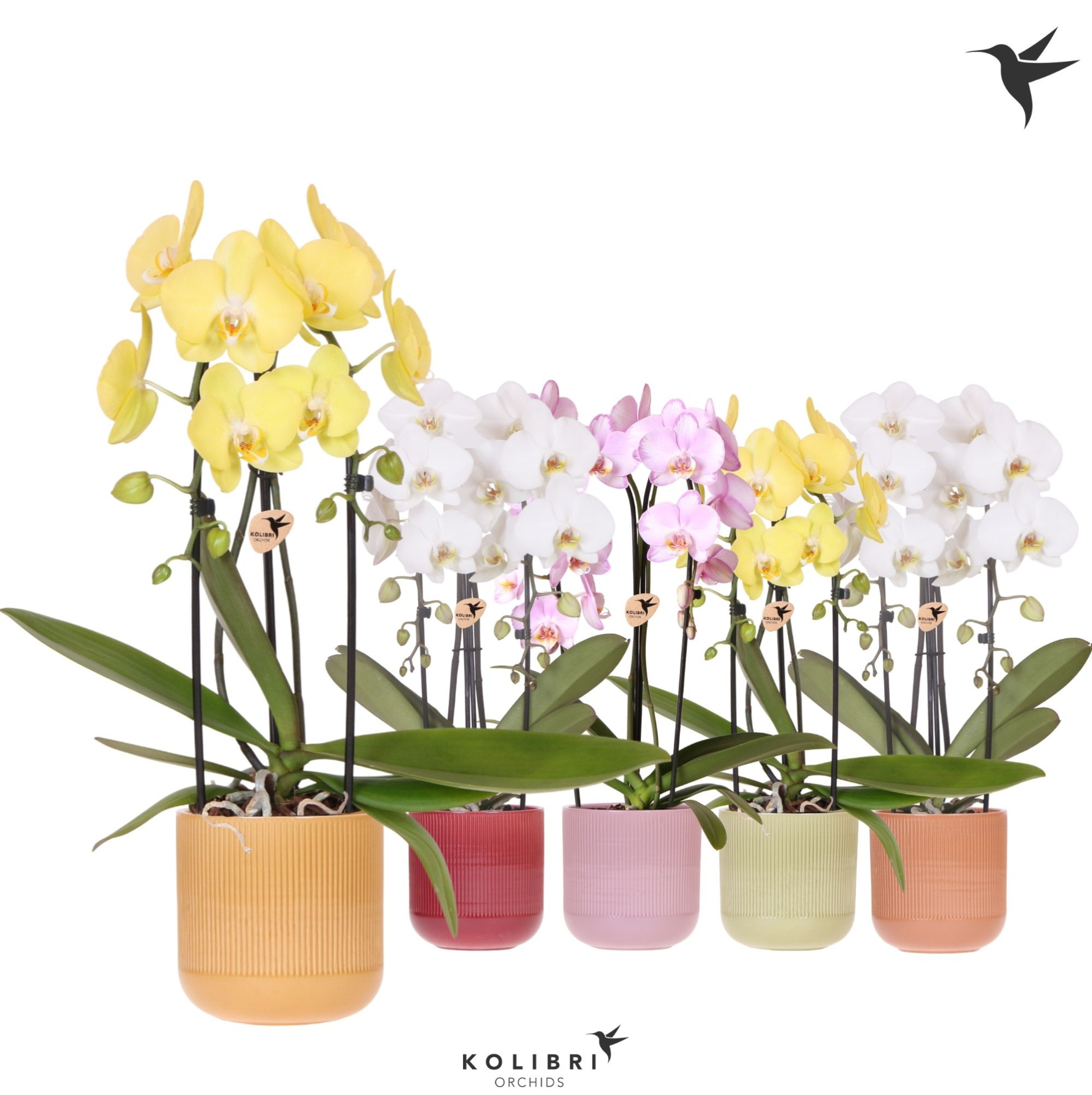 Kolibri Orchids Cascade Niagara Fall mix 2 spike in Flare pot mix, D 12 cm
