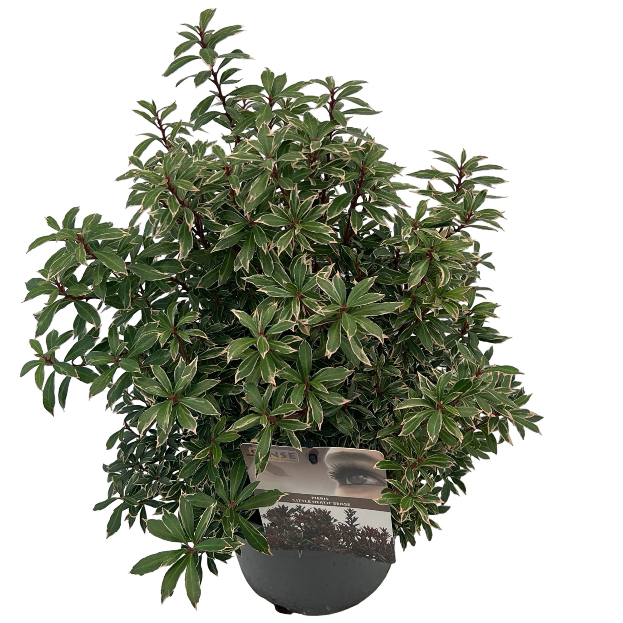 Pieris jap. 'Little Heath' sense, D 19