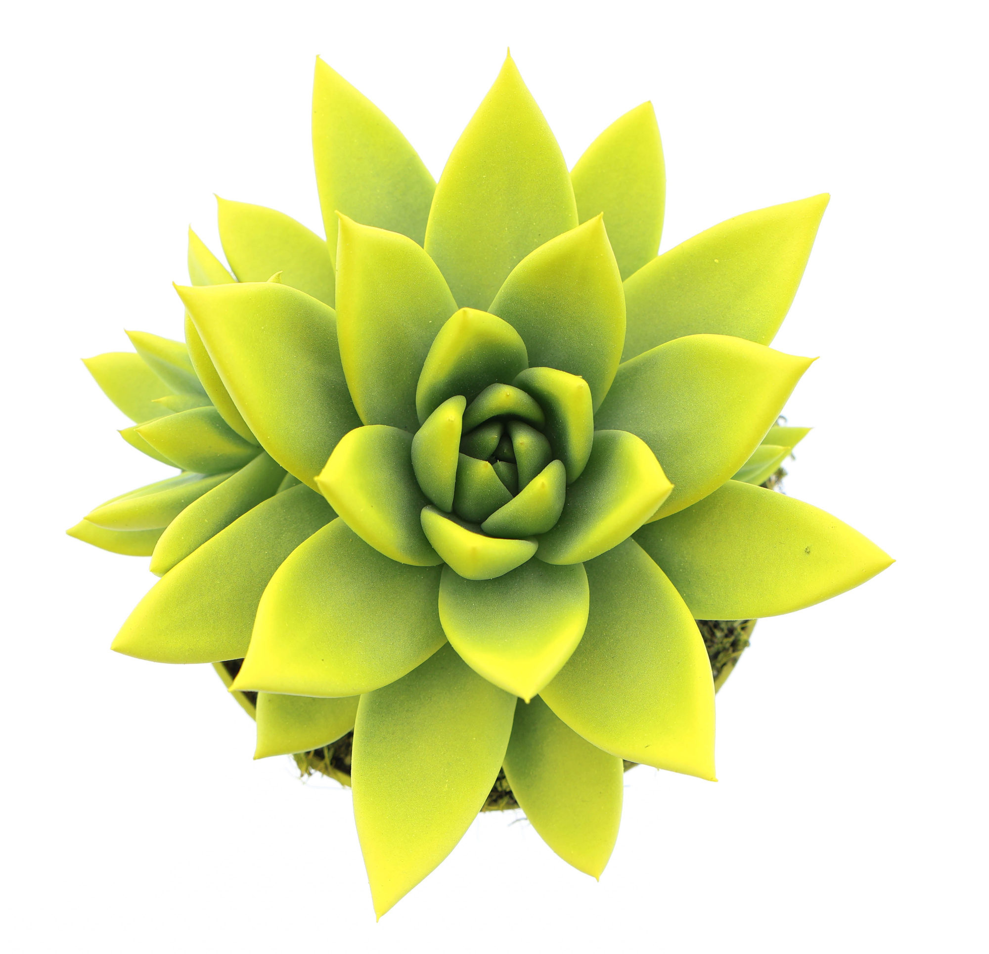 Rainbow yellow, D 10,5 cm