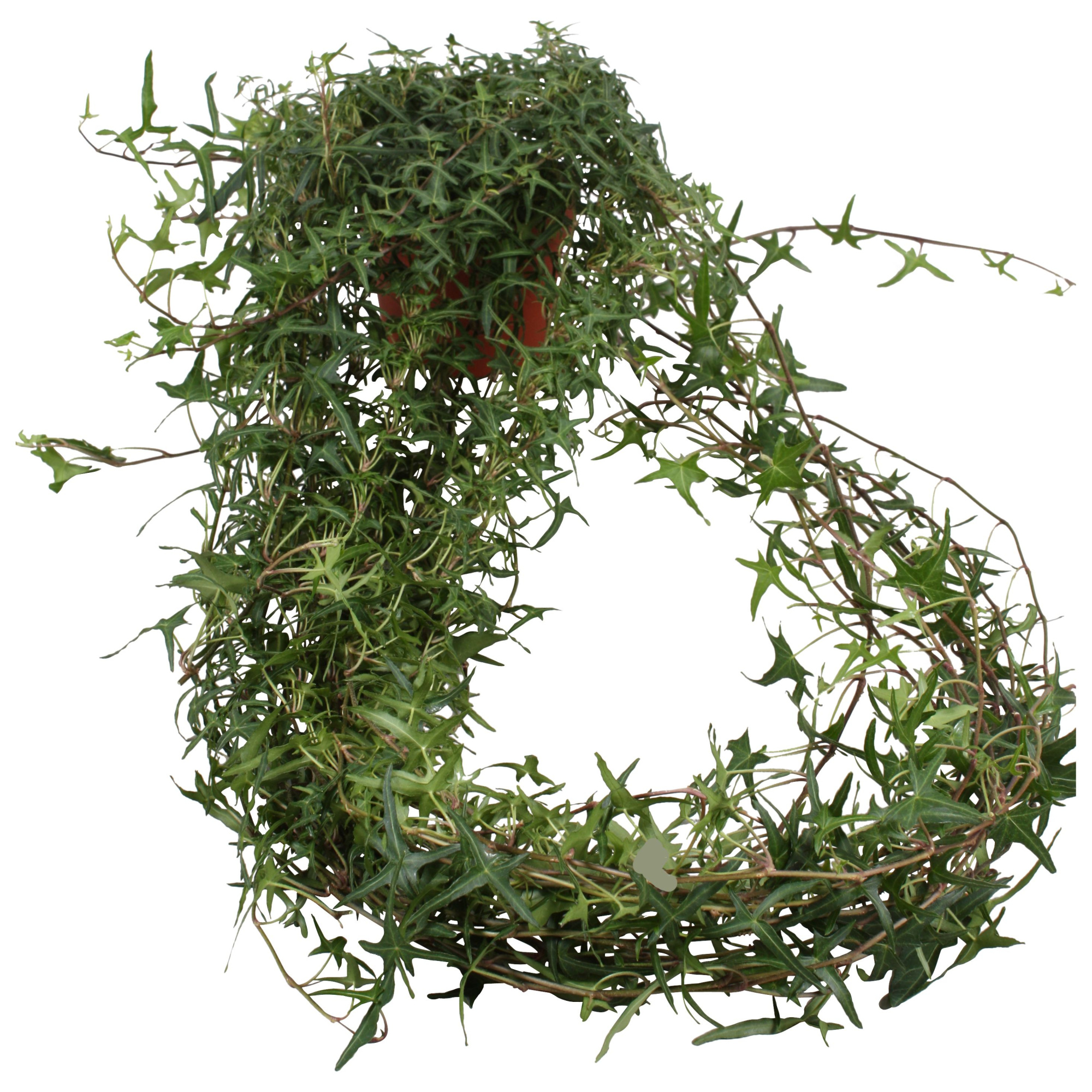 Hedera helix Sagittaefolia lange plant, D 13 cm