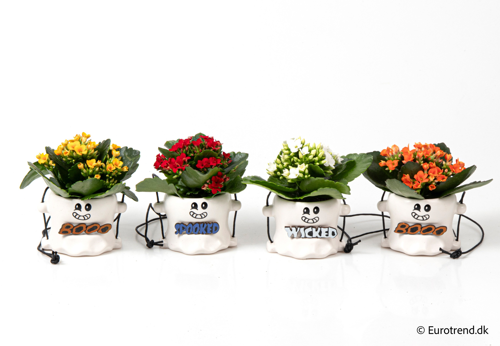 Kalanchoe in hanging Halloween ceramic - Halloween 2025, D 6 cm