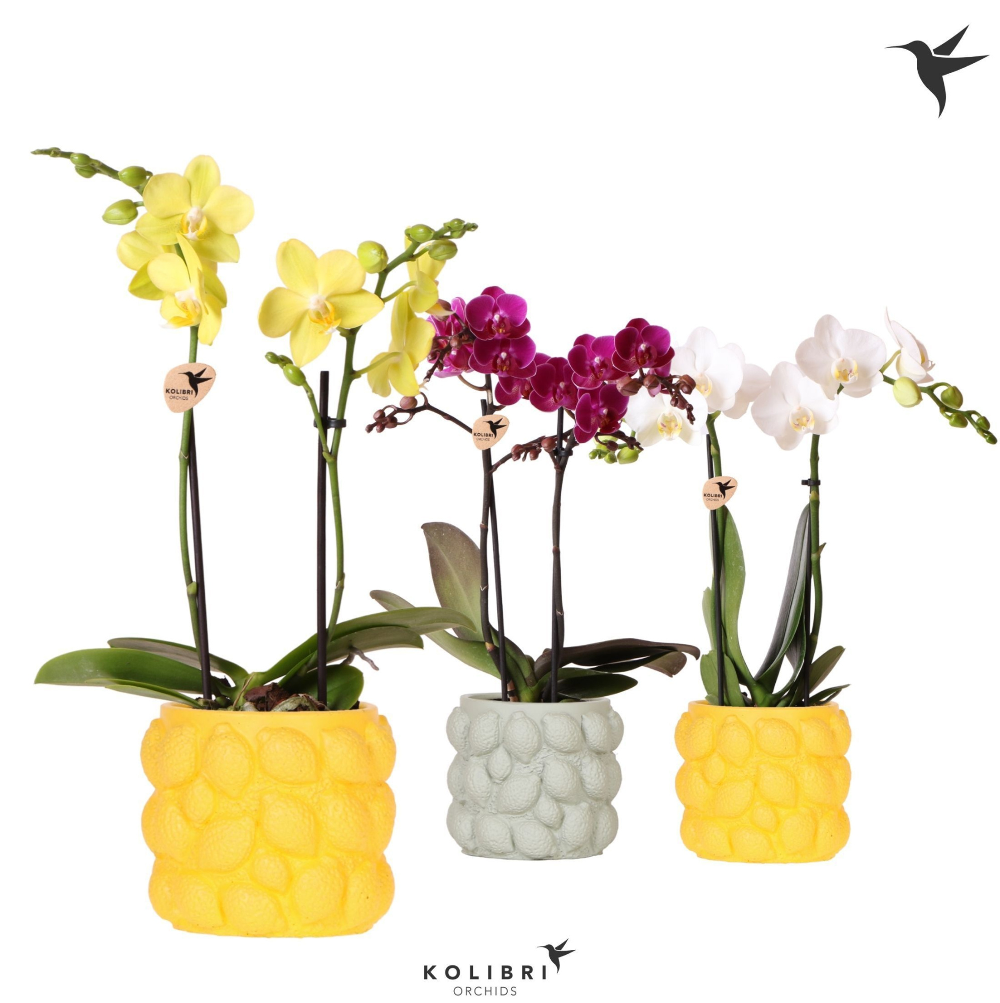Kolibri Orchids Phalaenopsis mix 2 spike in Citrus pot mix, D 9