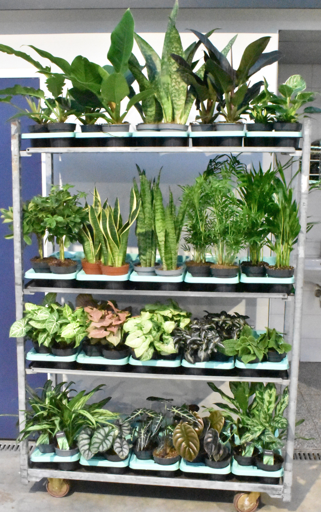 Mixkar div. groene planten 14 cm, D 14